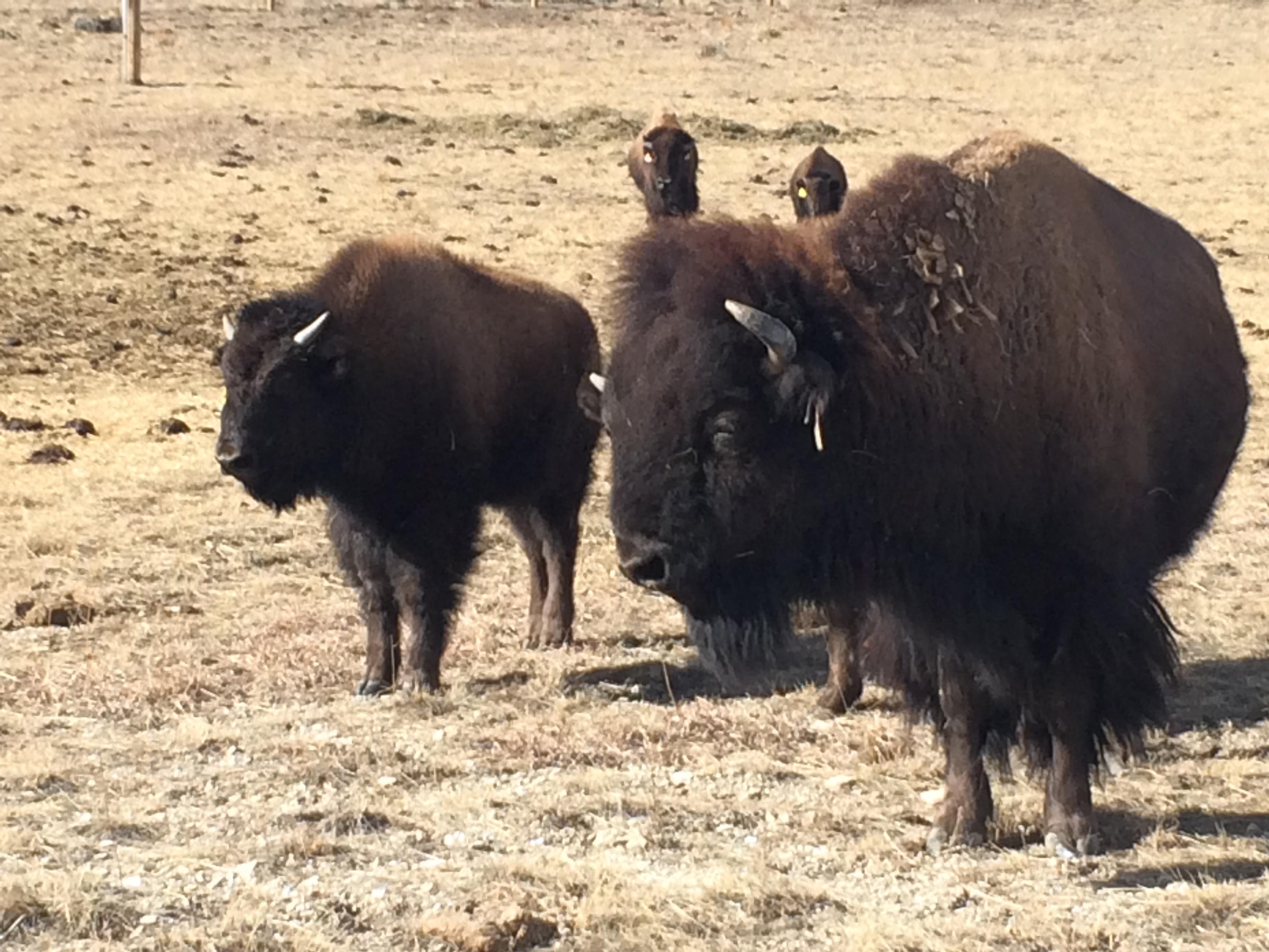 Picture: Buffalo USDA