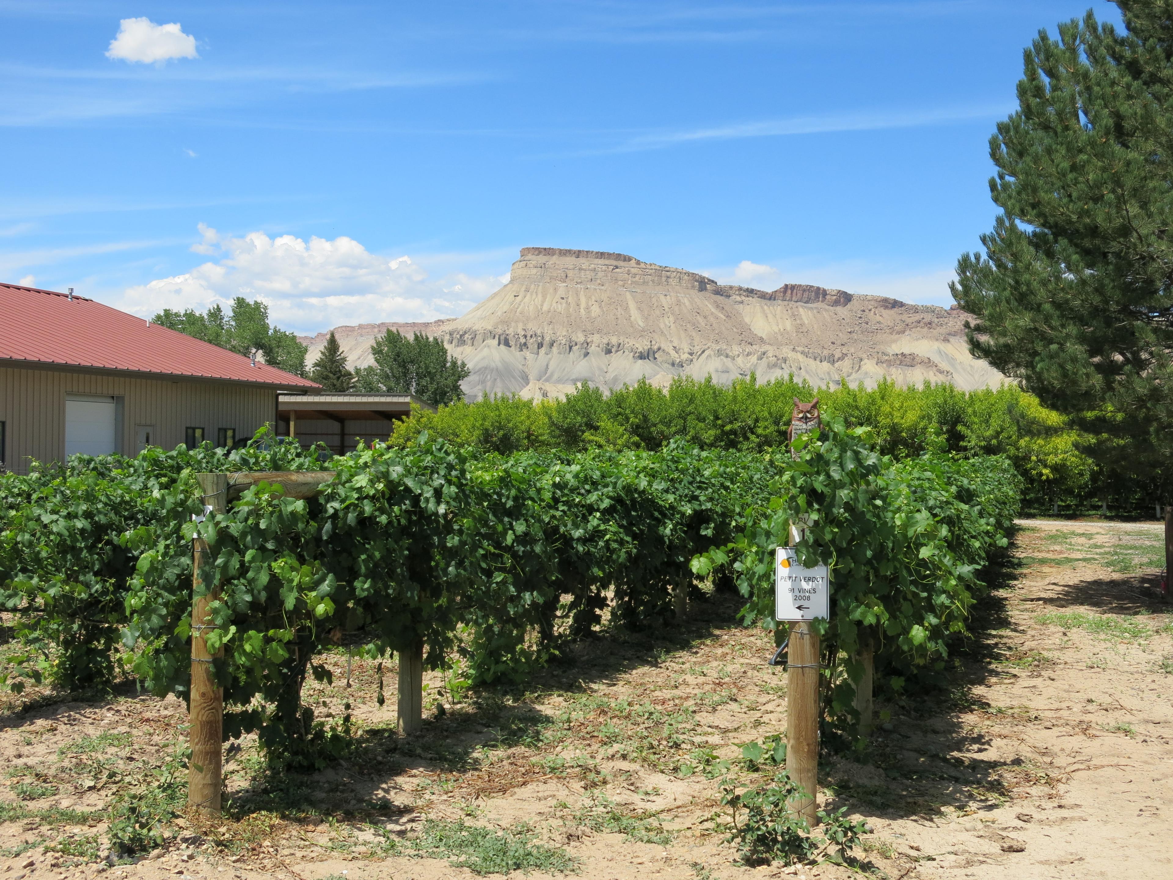PHOTO: High Country Orchard Vineyard