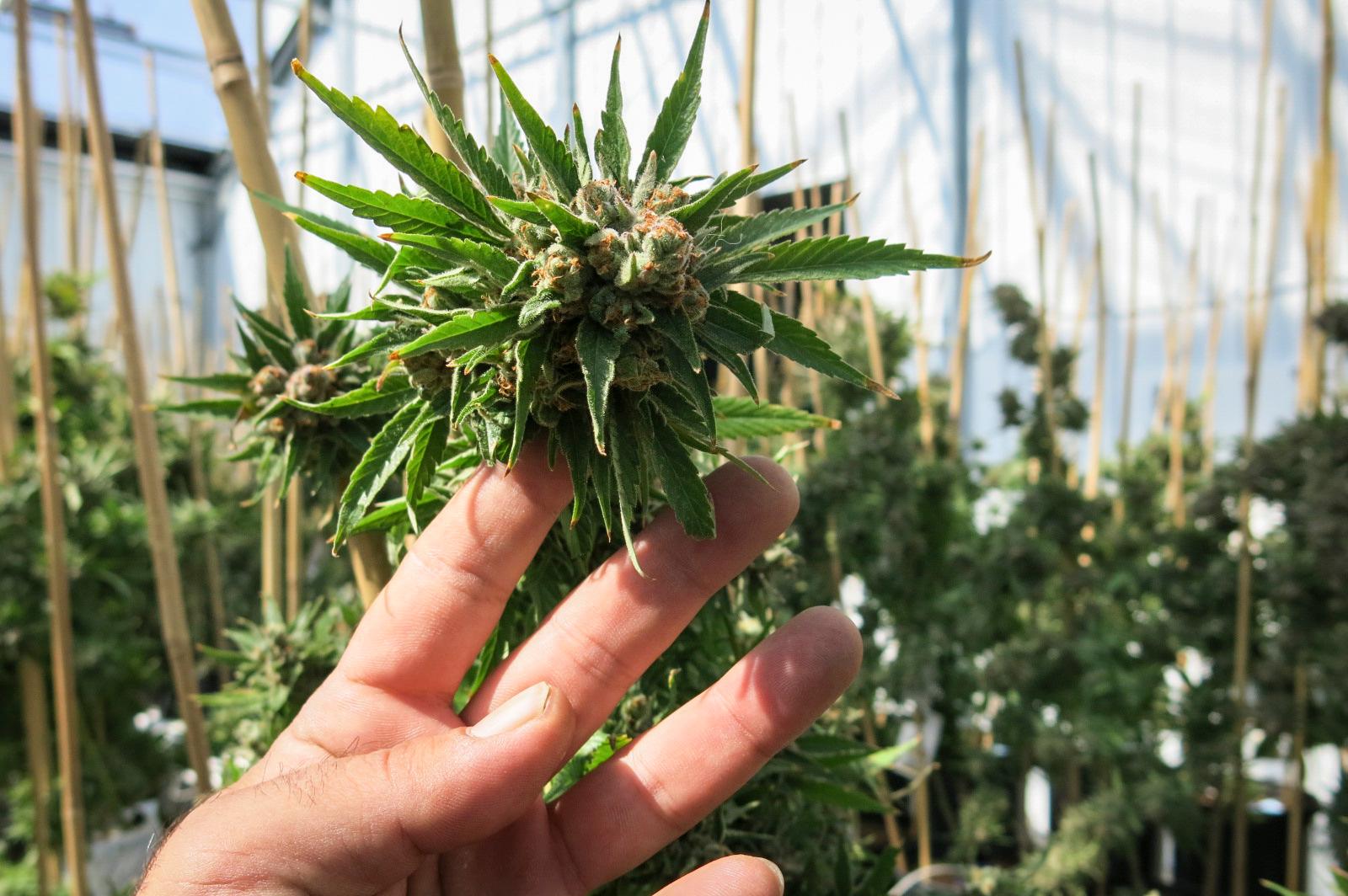 Photo: Marijuana | Death Star marijuana grow