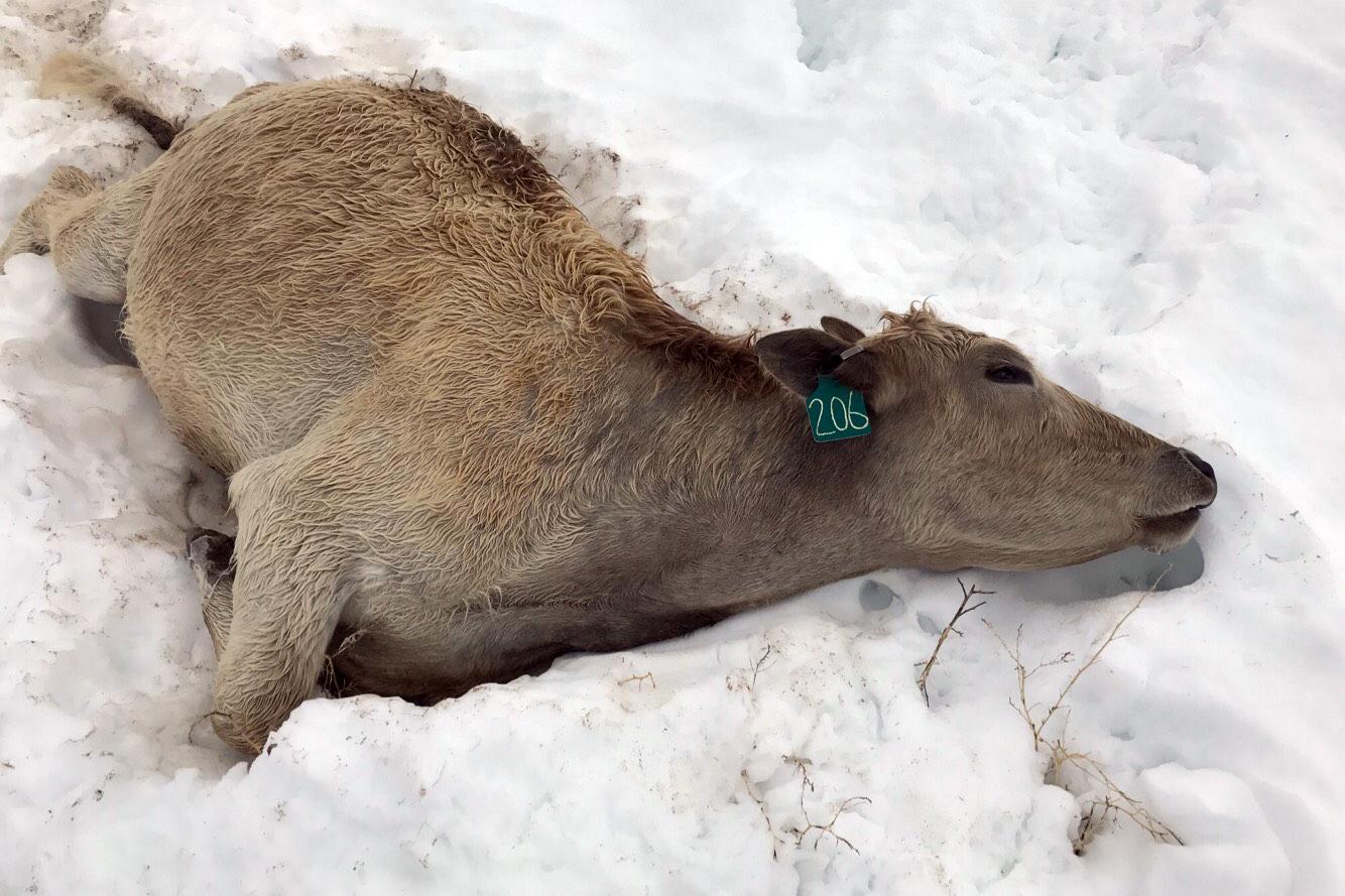 Photo: Cattle Die In Snow Storm