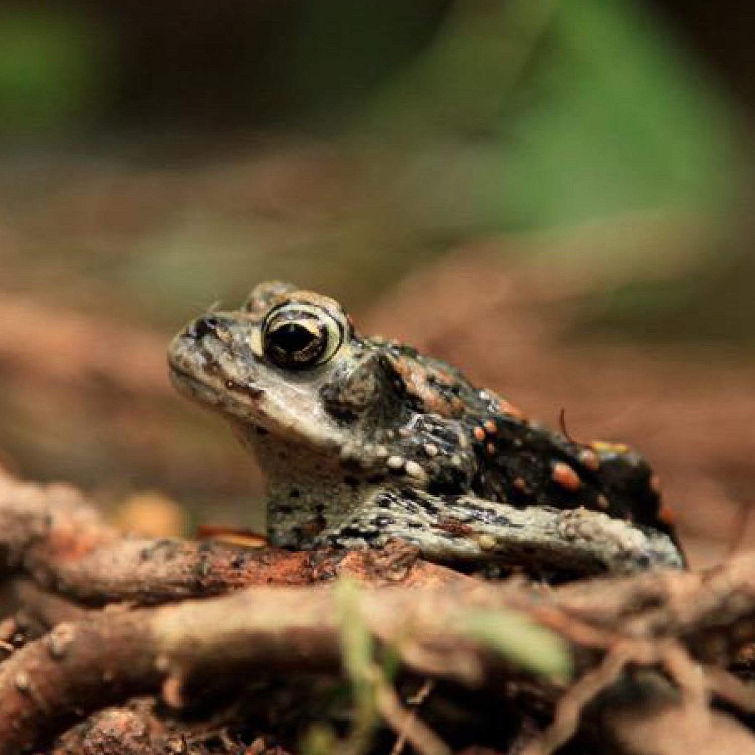 Juvenile Boreal Toad