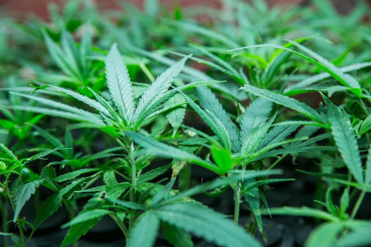 Photo: Marijuana plant file photo