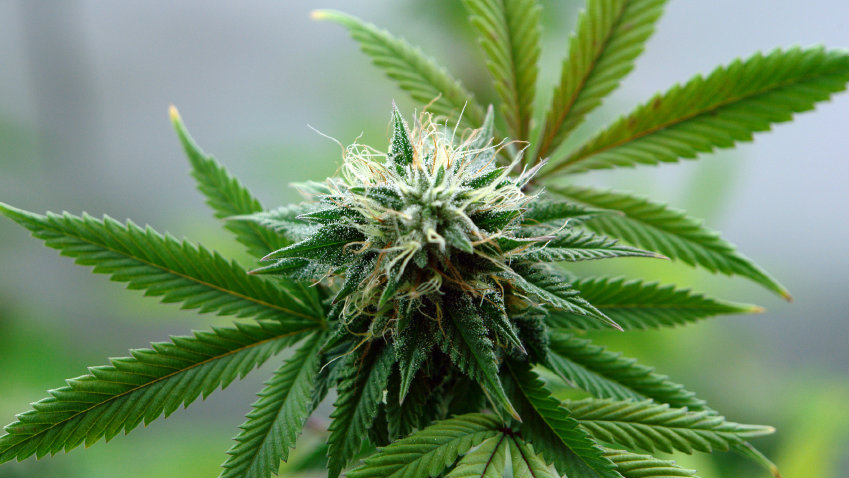 Photo: Marijuana (iStock)