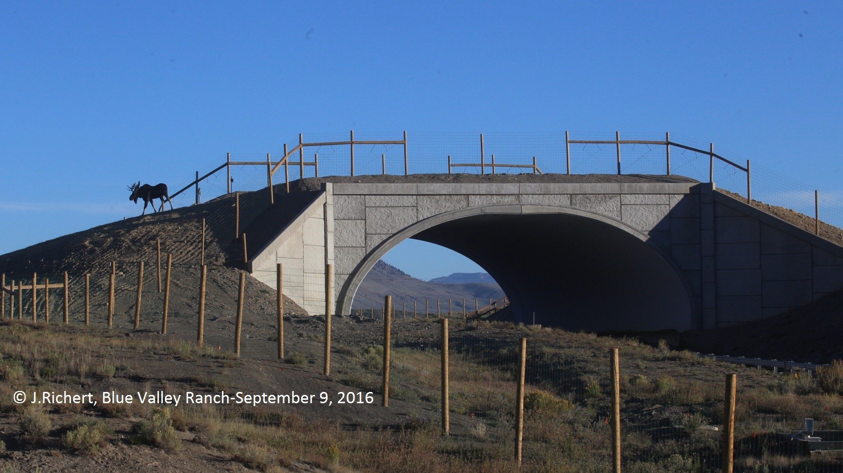 Moose crossing bridge CDOT