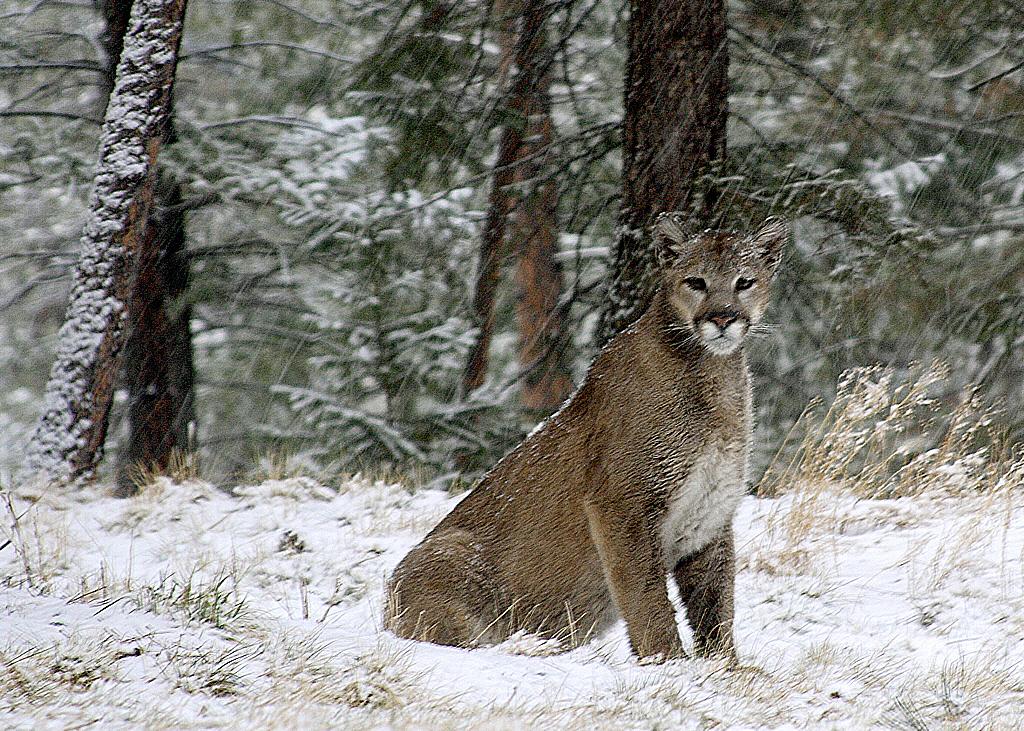 Photo: Mountain Lion