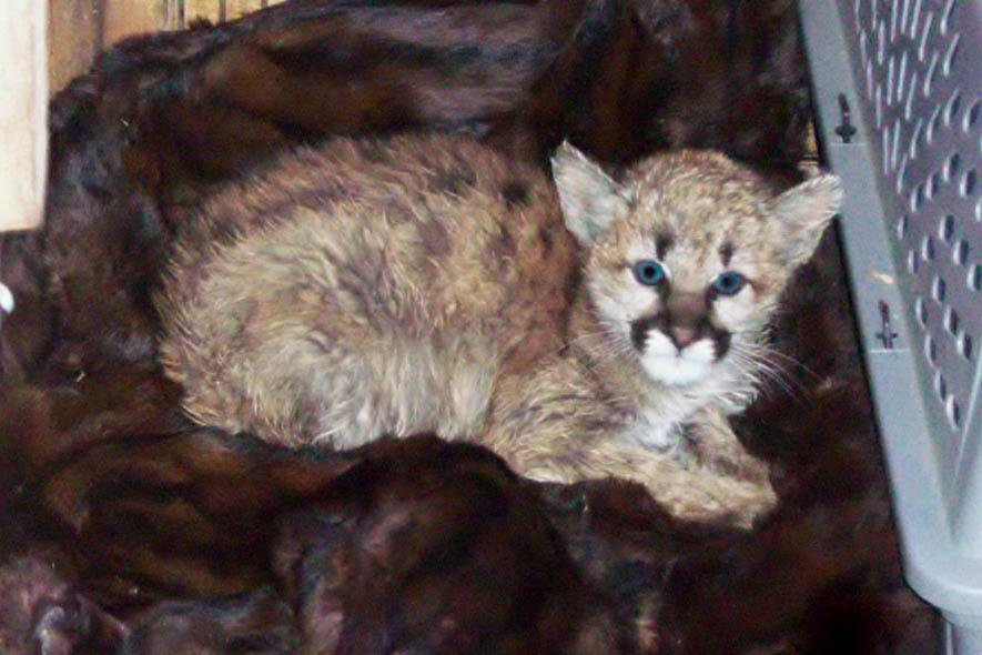 Photo: Mountain Lion Kitten Fed Brautwurst