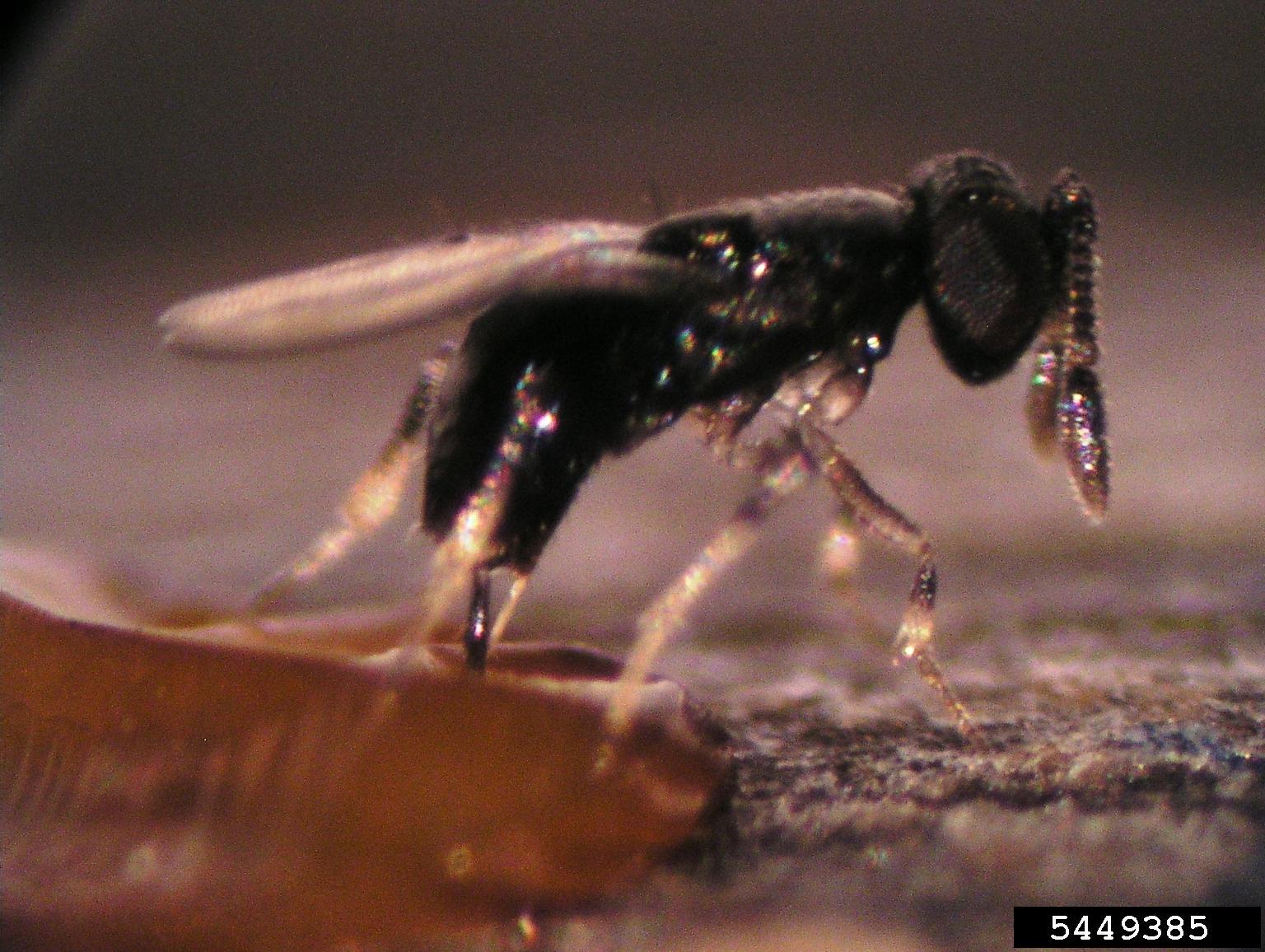 Photo: An adult Oobius agrili wasp