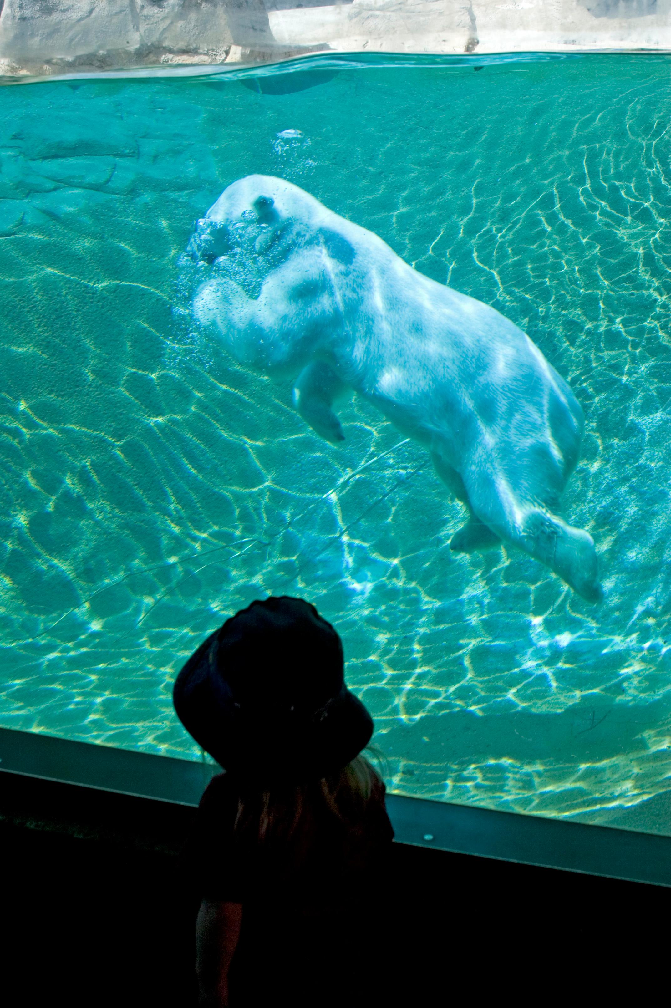 Photo: Vola The Polar Bear Swimming At The Denver Zoo