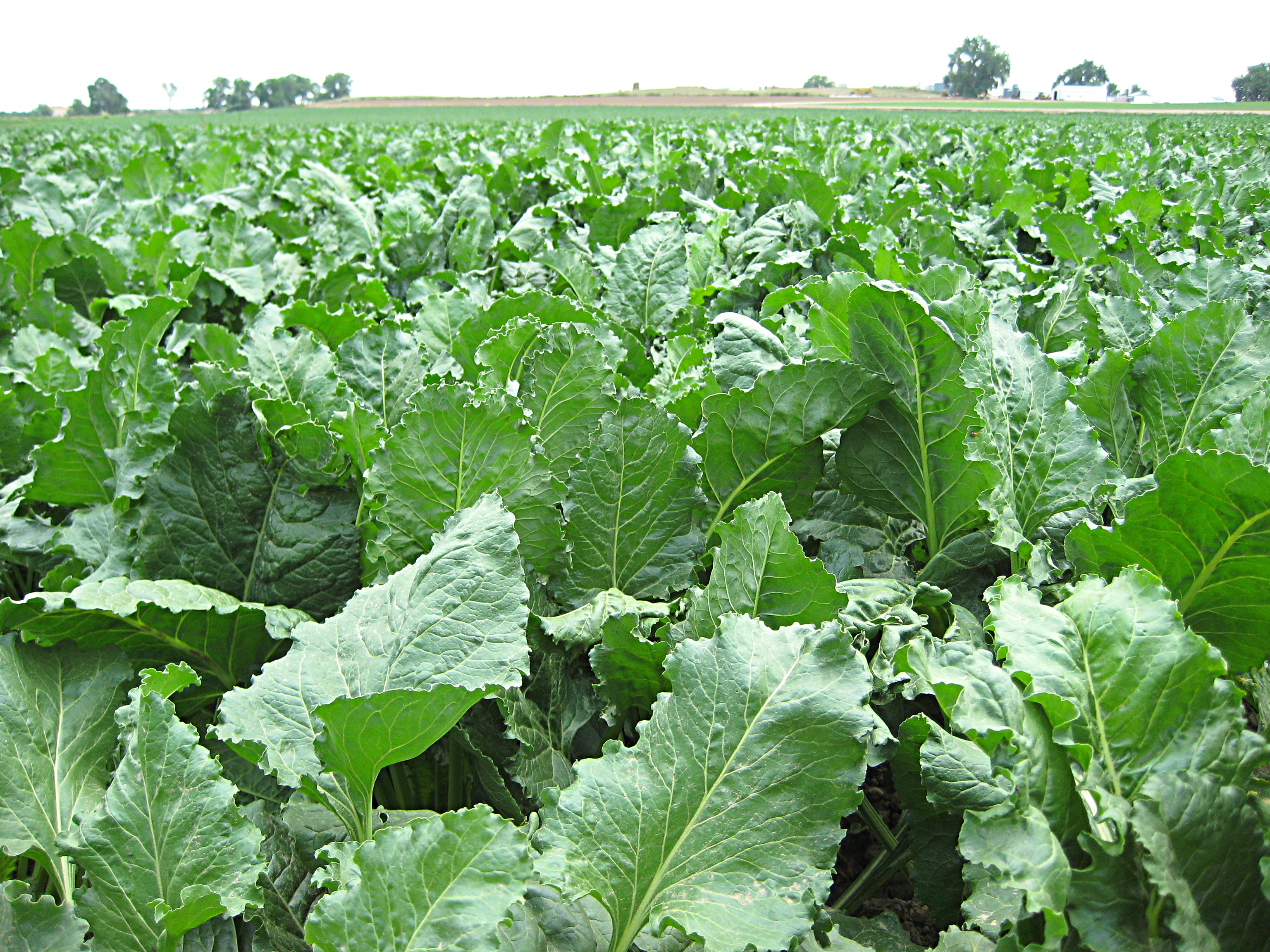 Photo: Sugar beet field in Boulder County