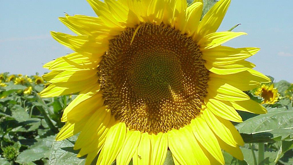 Photo: Sunflower 1