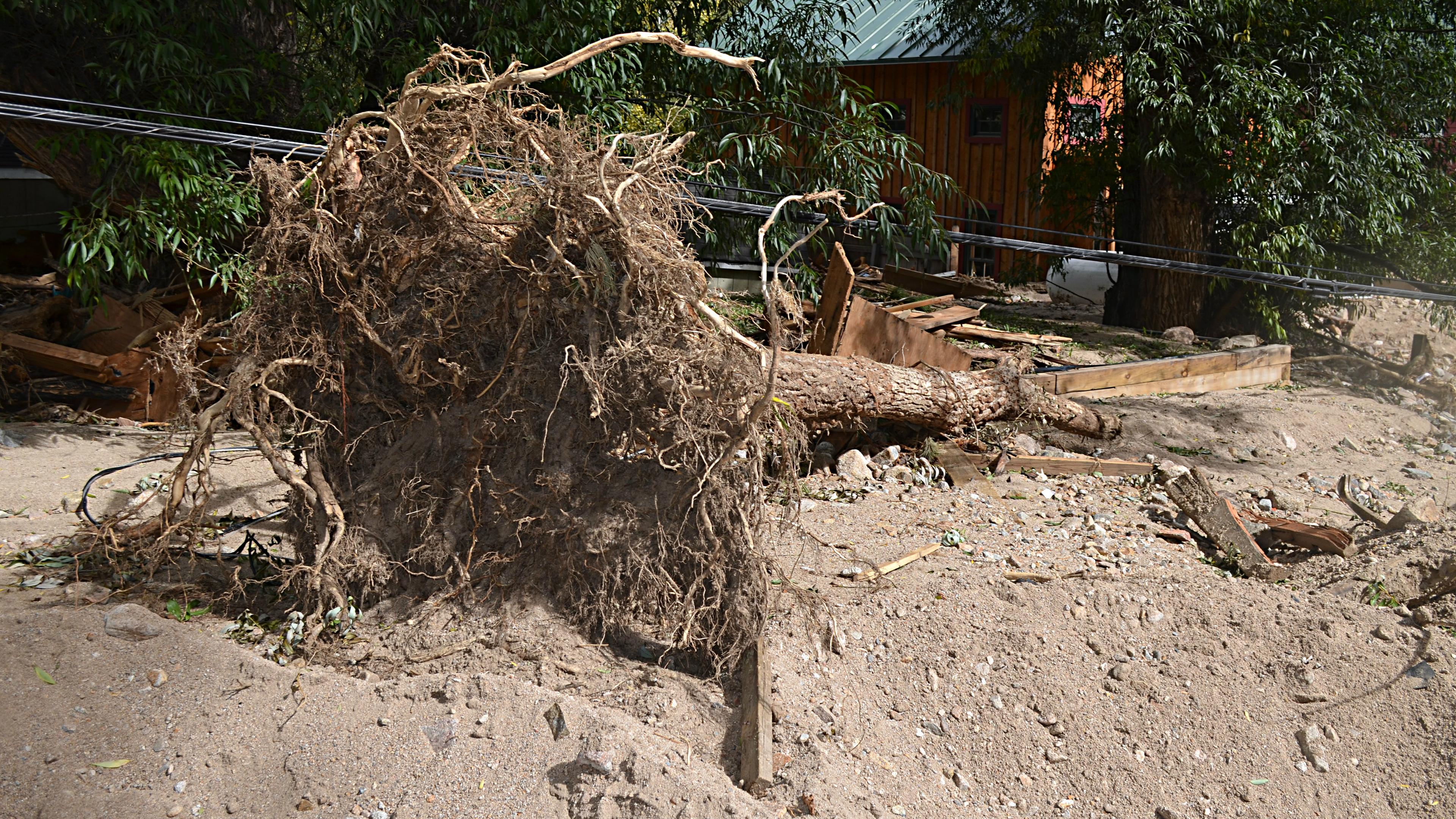 Photo: Jamestown tree uprooted