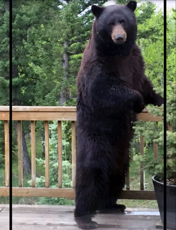 Photo: Bear Encounter