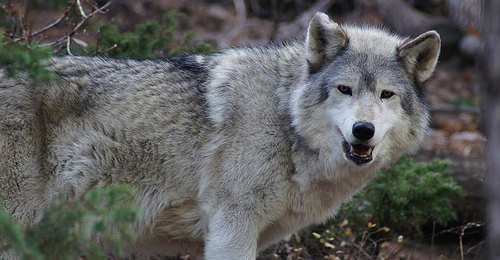 Photo: WOLF Sanctuary 1