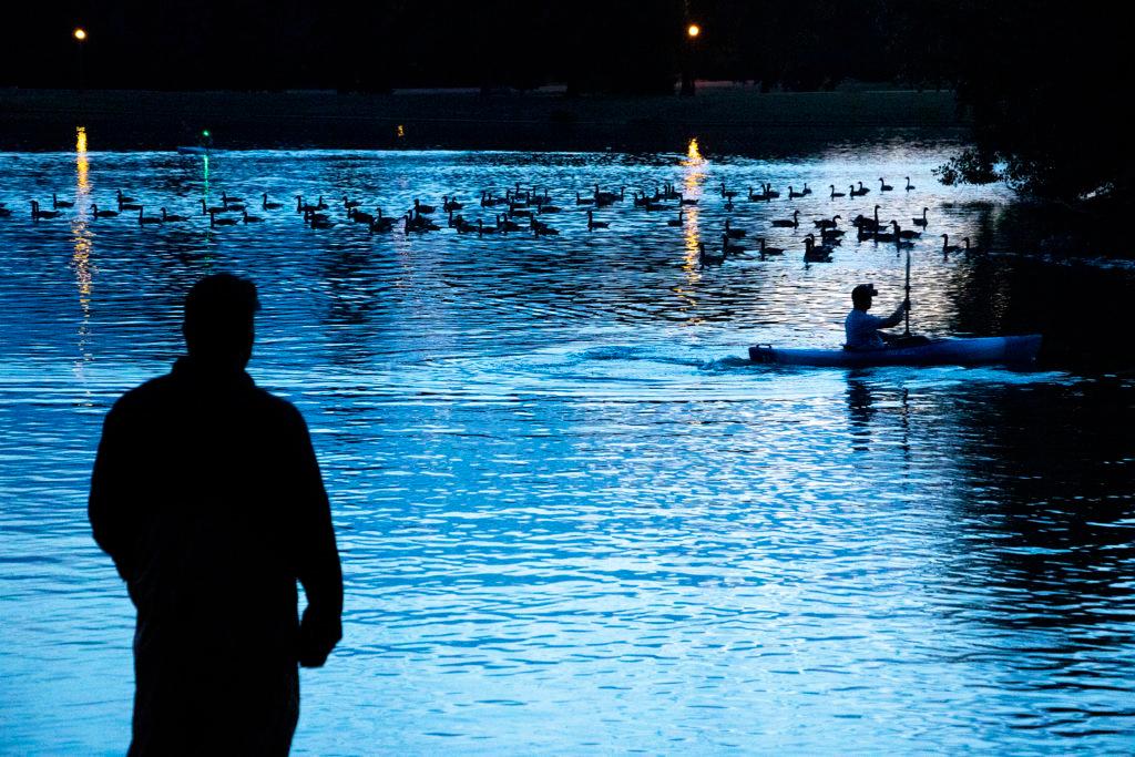 City Park Canada Geese Cull