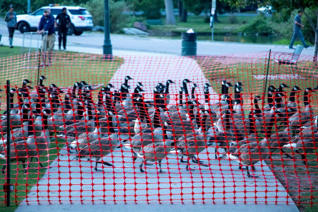 City Park Canada Geese Cull