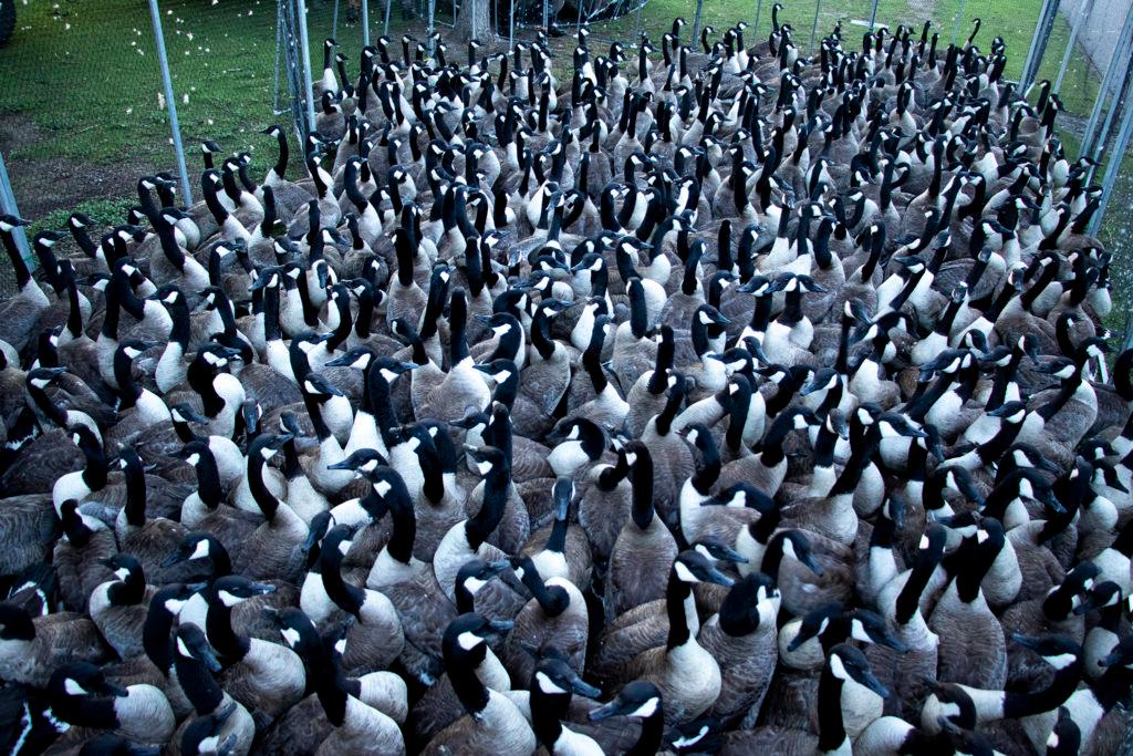 City Park Canada Geese Cull