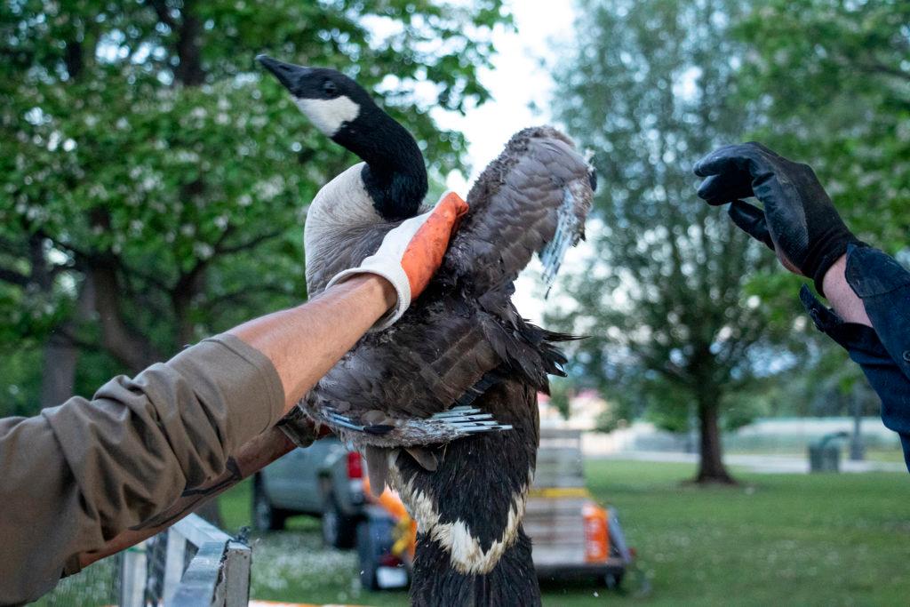 City Park Canada Geese Cull