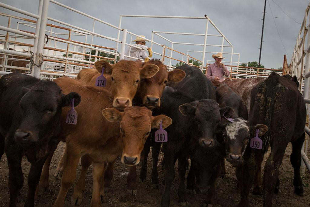 Deer Trail Rodeo 150 Anniversary