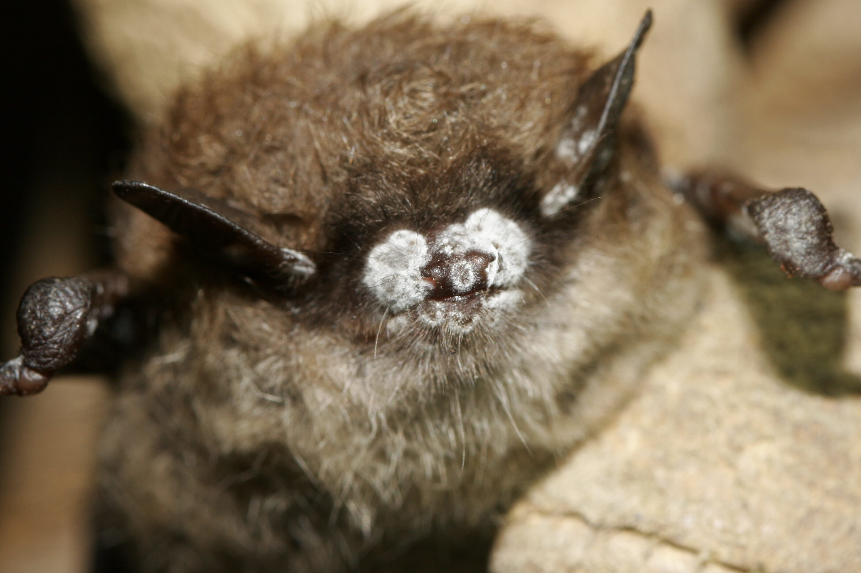 An image of white-nose fungus on a bat