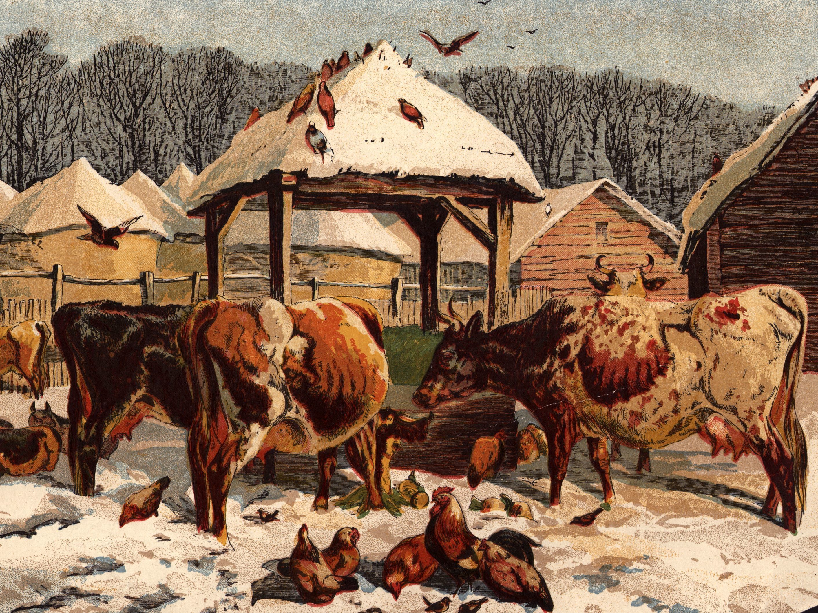 cowsinsnow