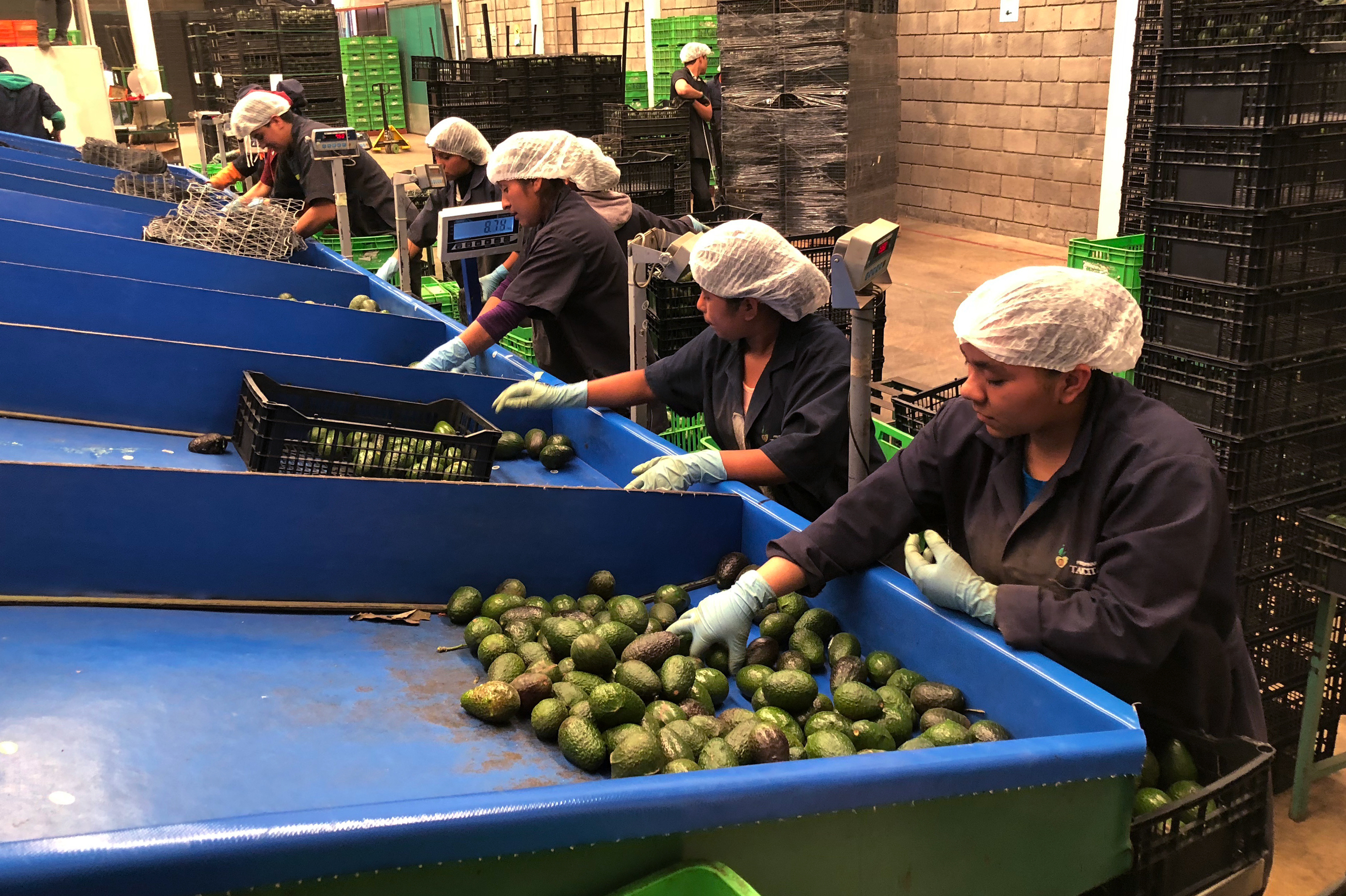 mexicoavos264294520