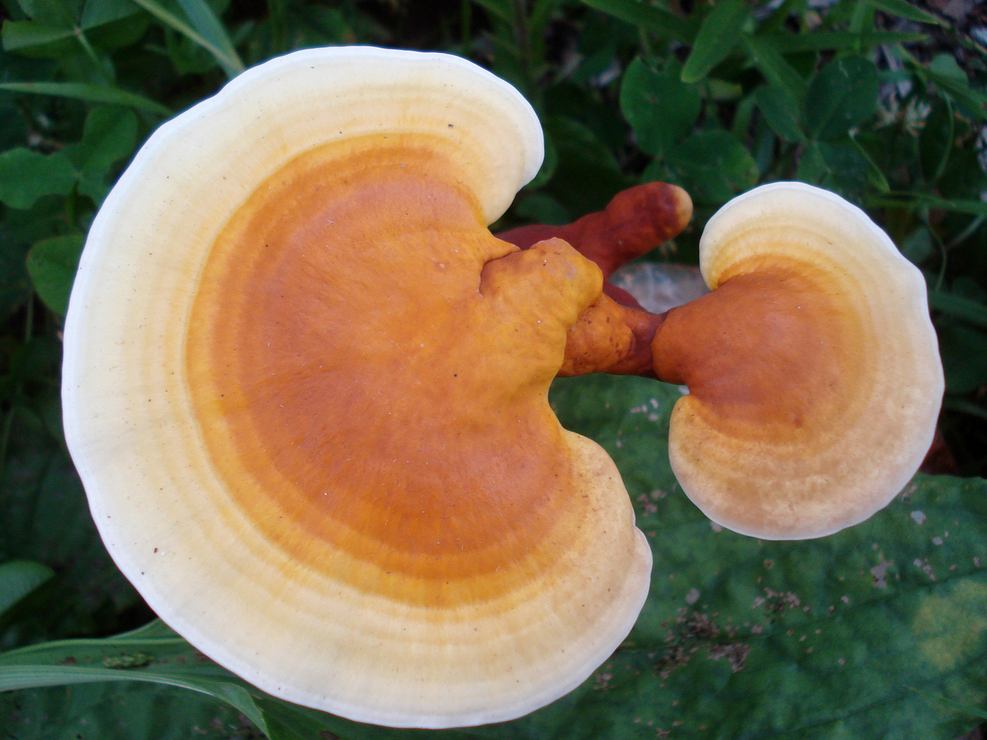 ganoderma-lucidum1