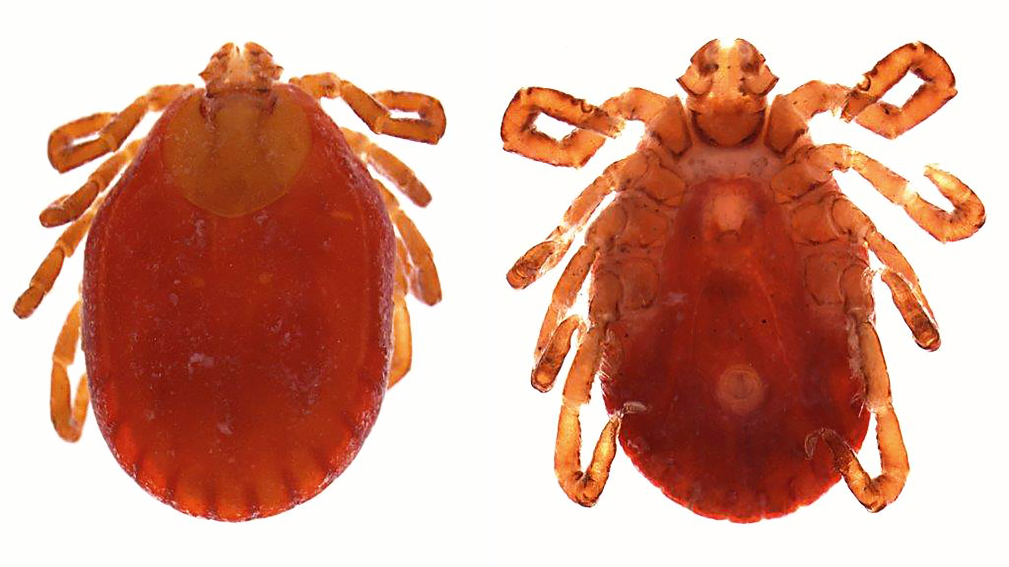 longhorned-ticks
