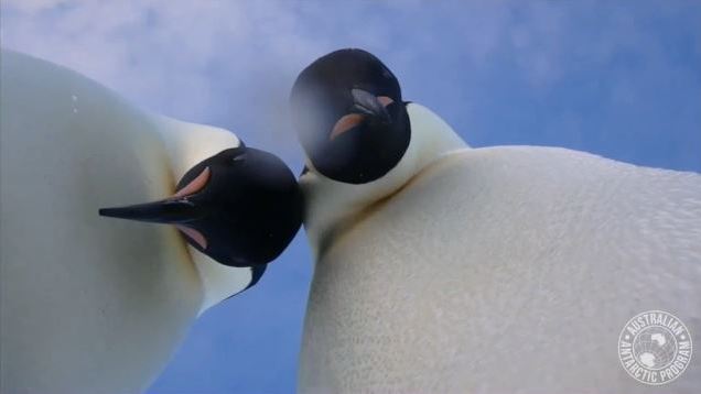 penguin-selfie