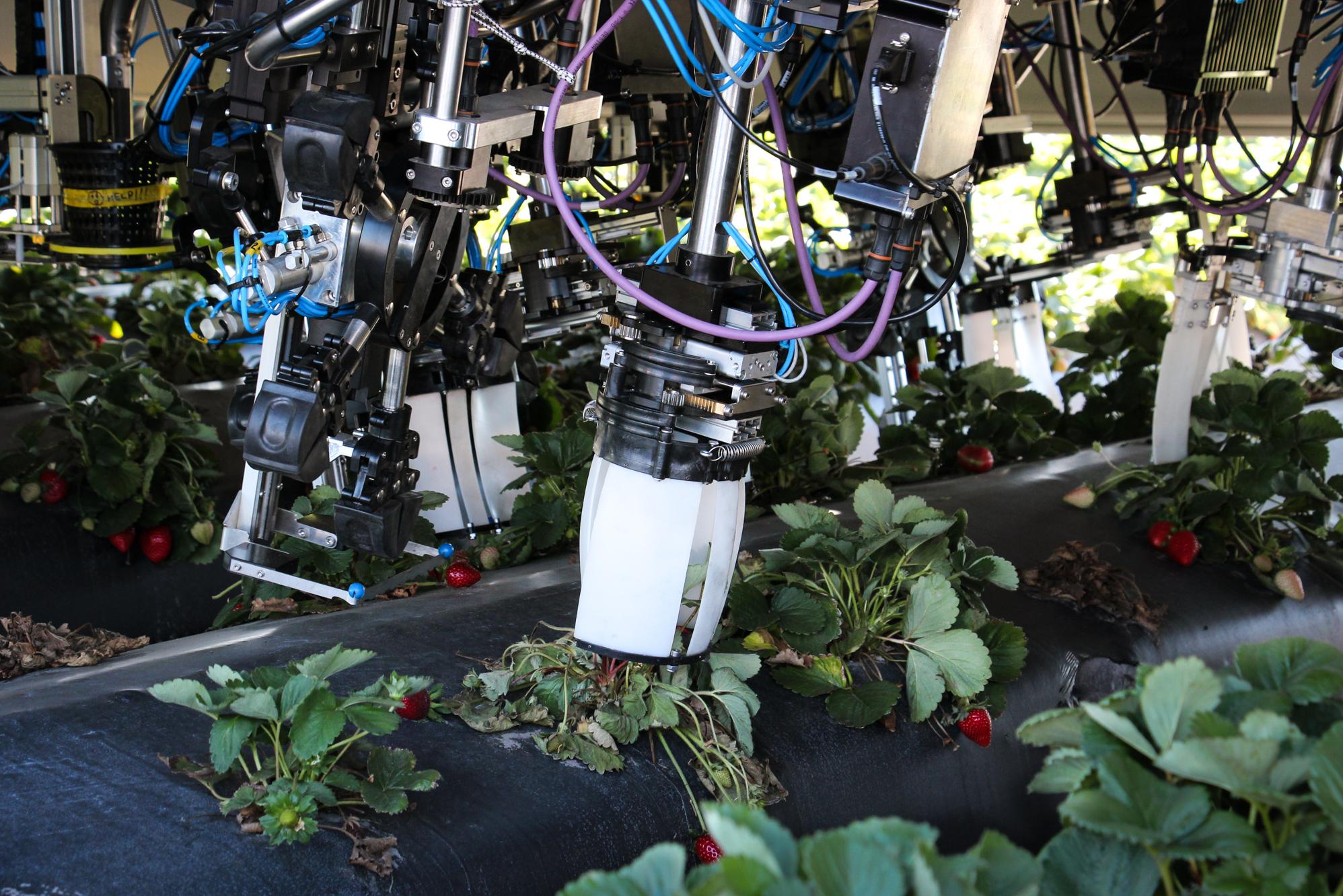 strawberry-robots-2