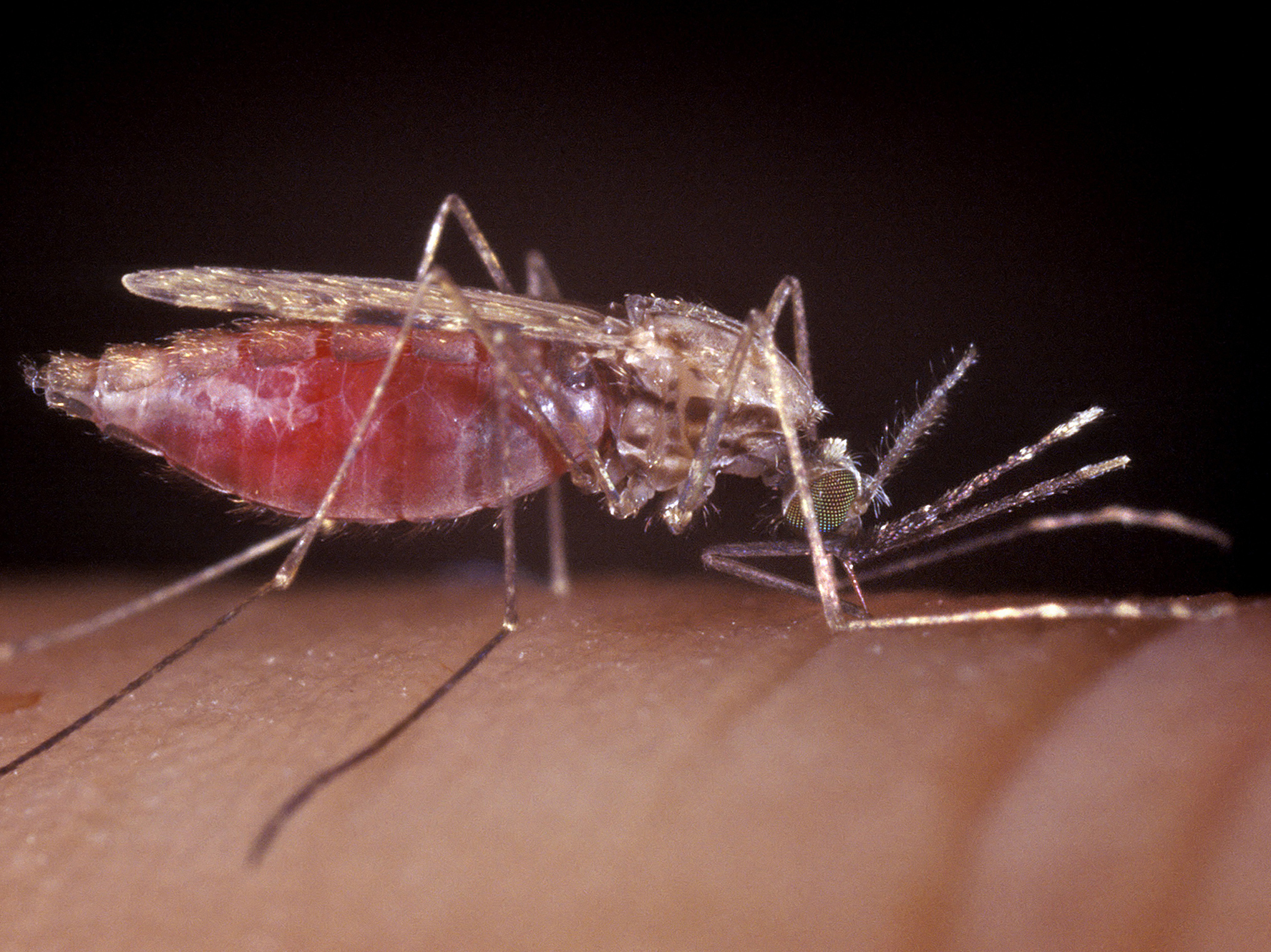 mosquito-01