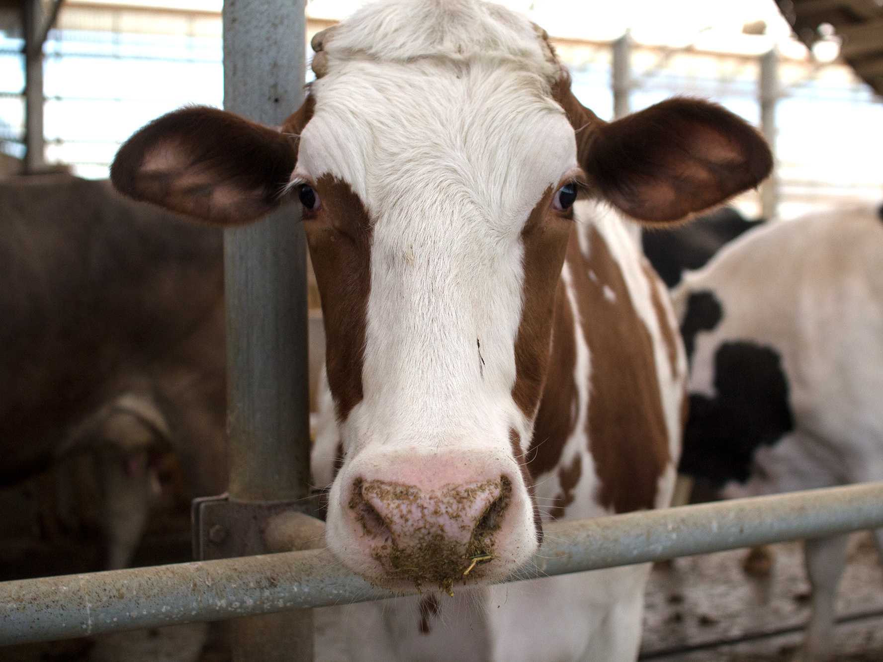 robot-cow-01