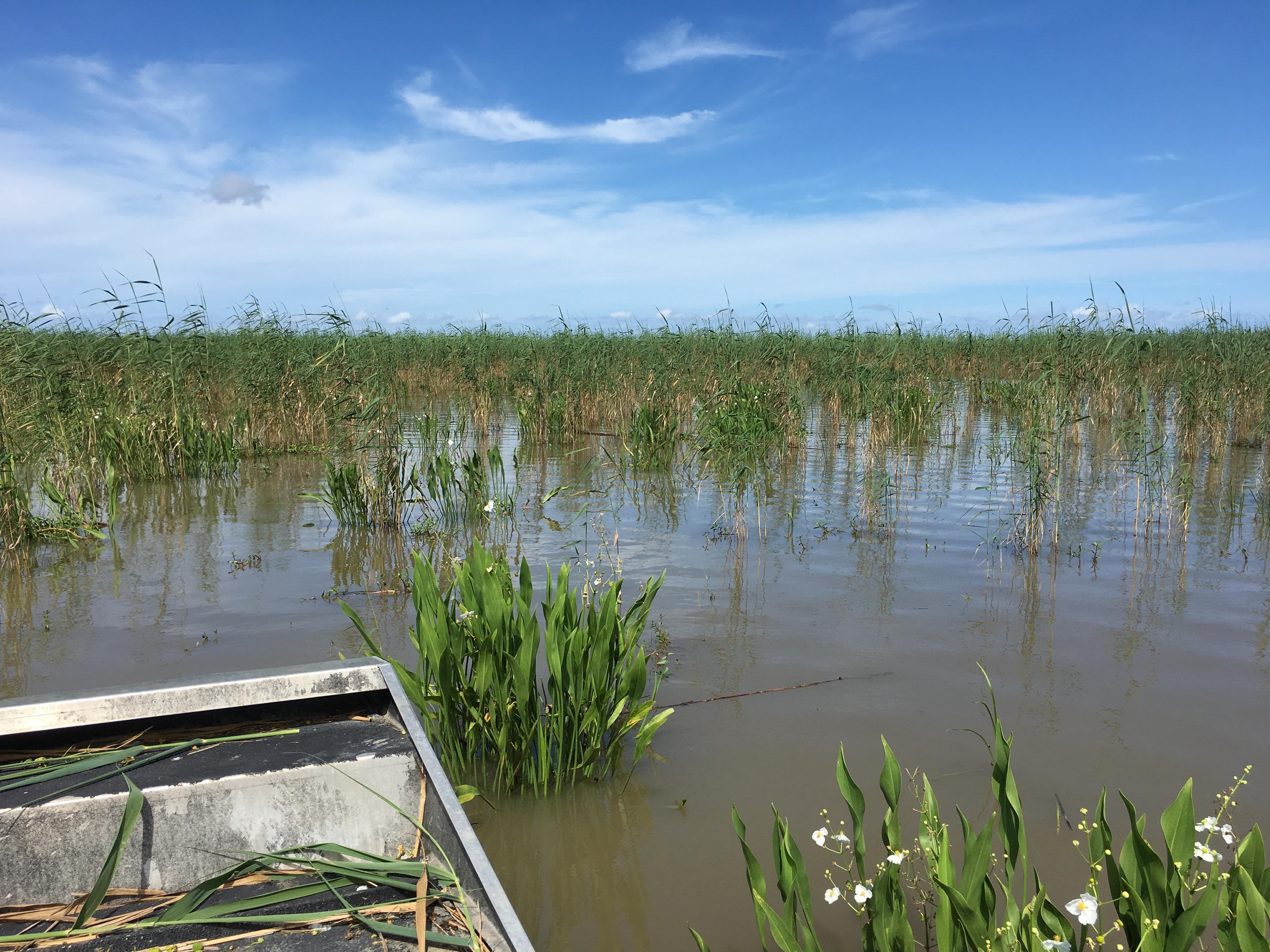 marsh-1