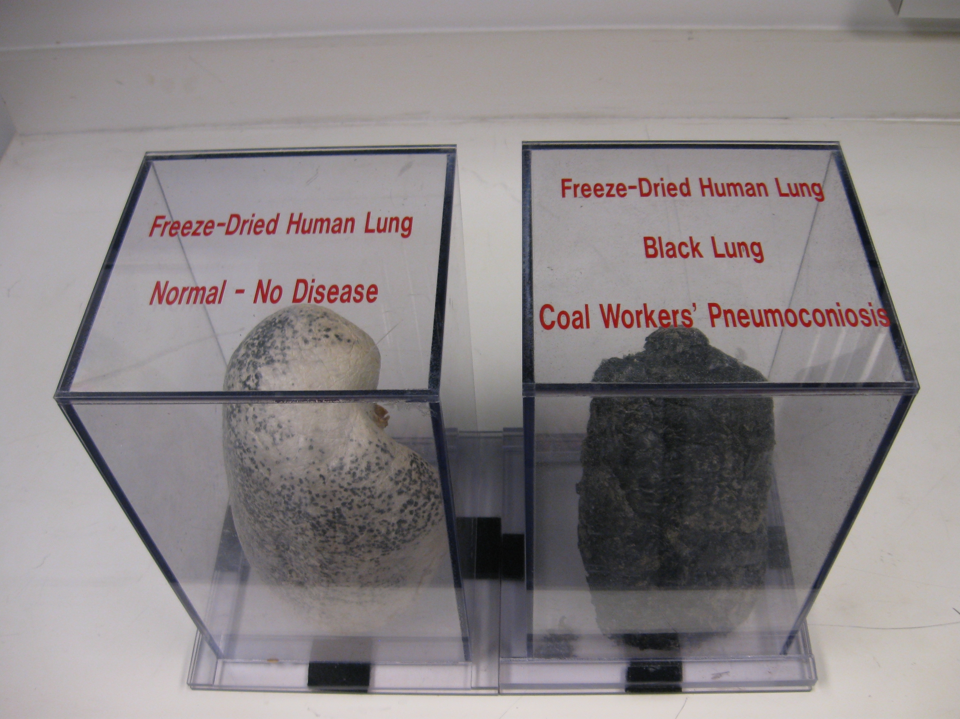 black-lung-display