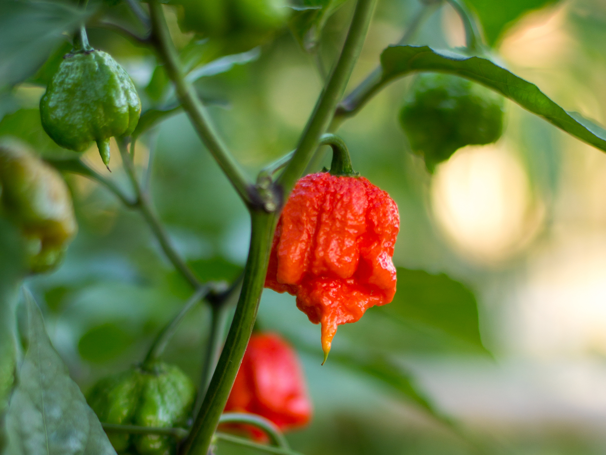 carolinareaper-1