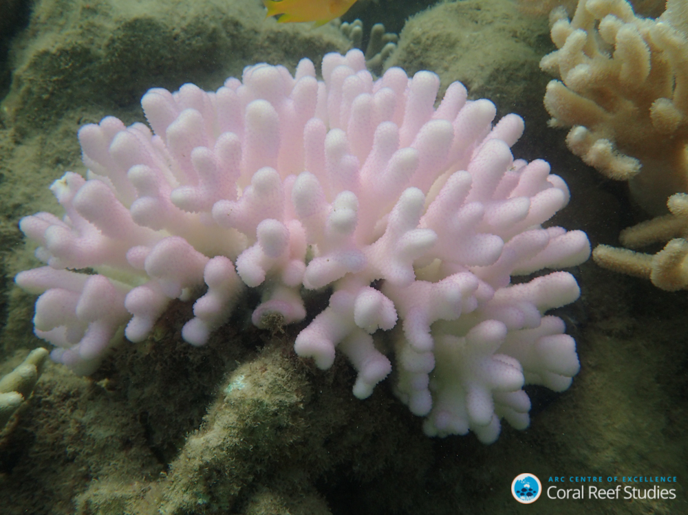 coral