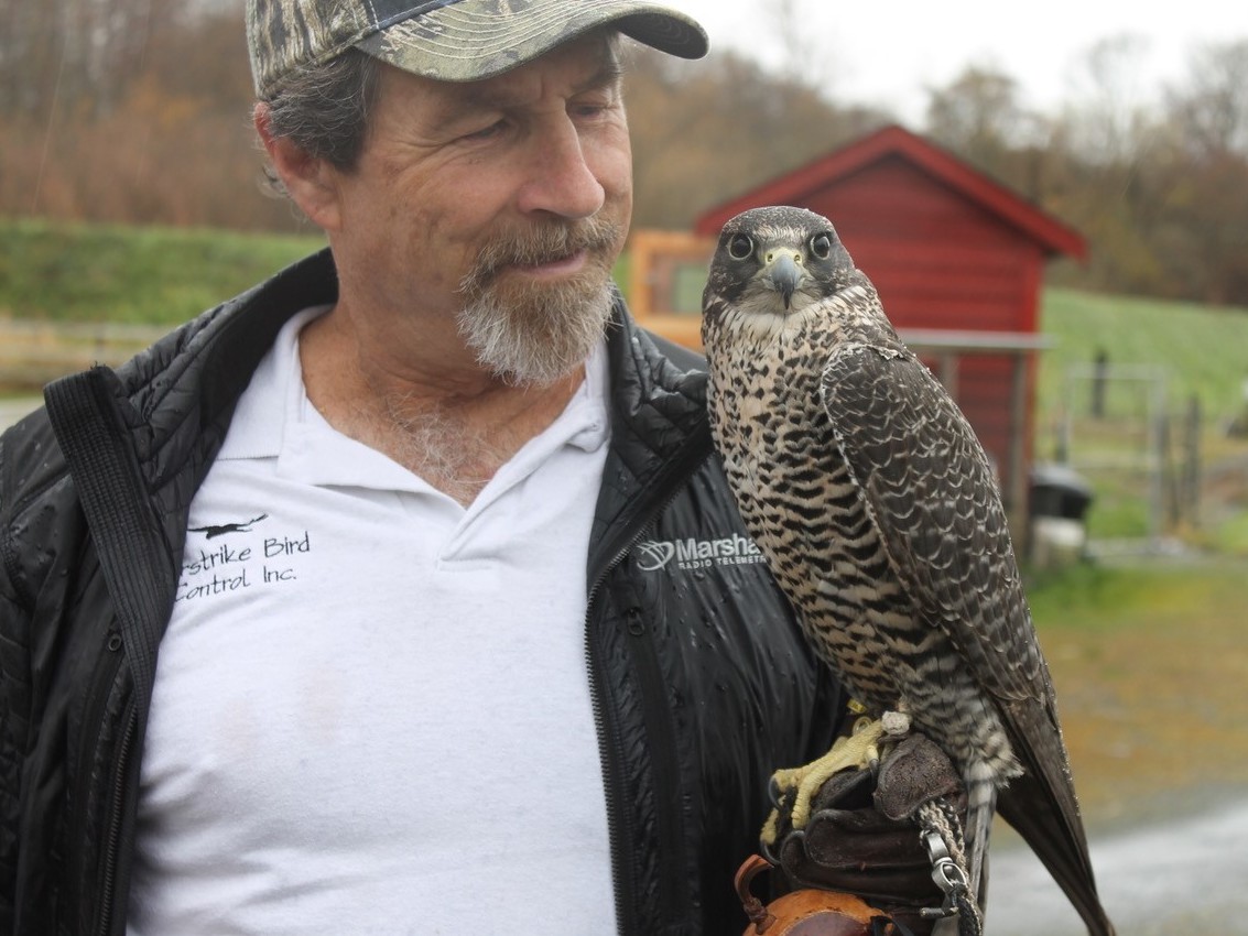 falcon1