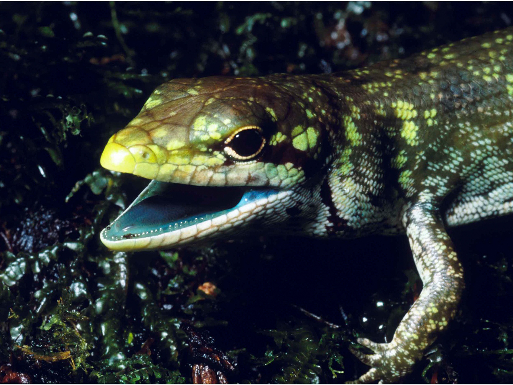 lizard-1