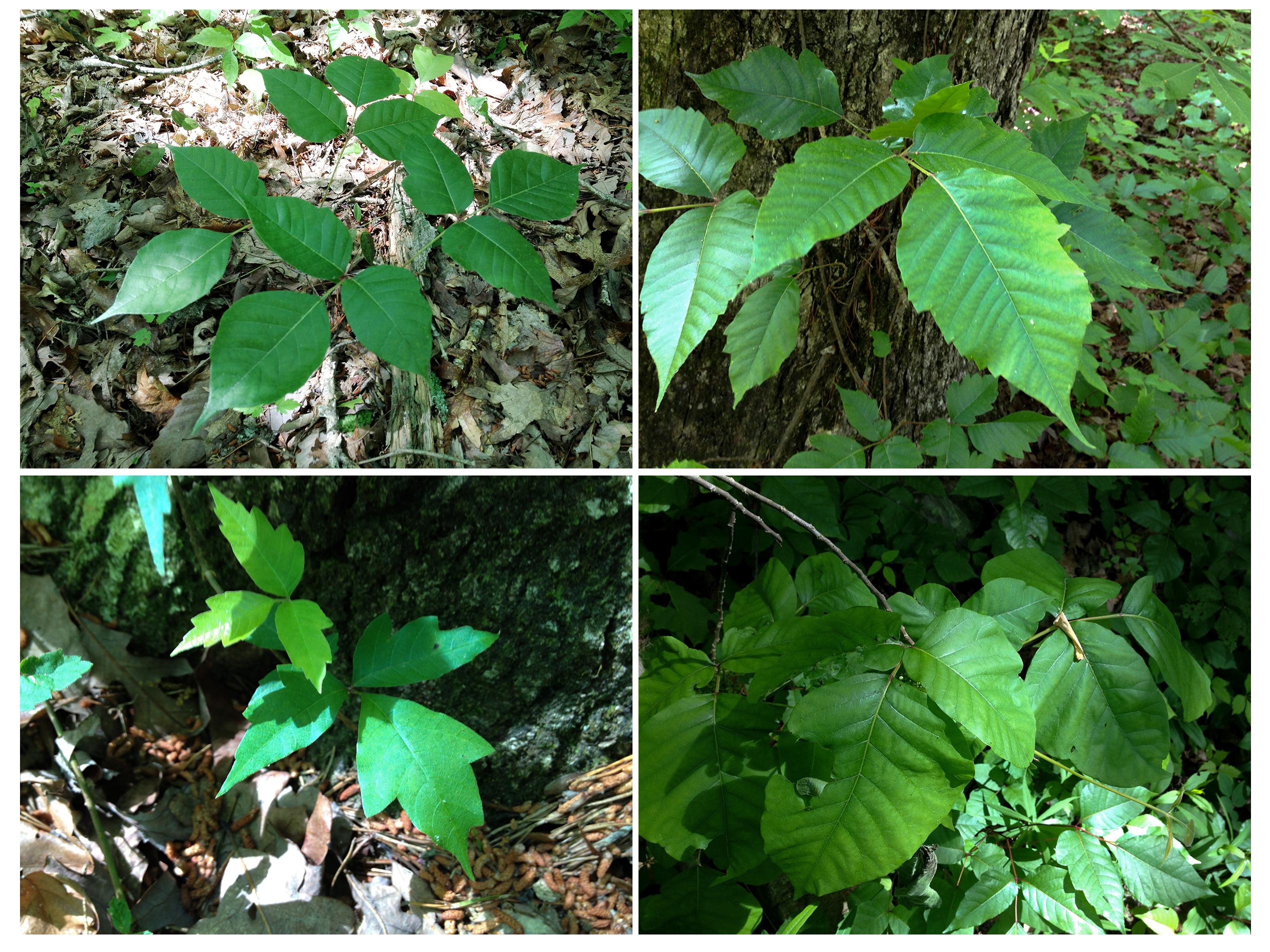 poison-ivy-grid-1