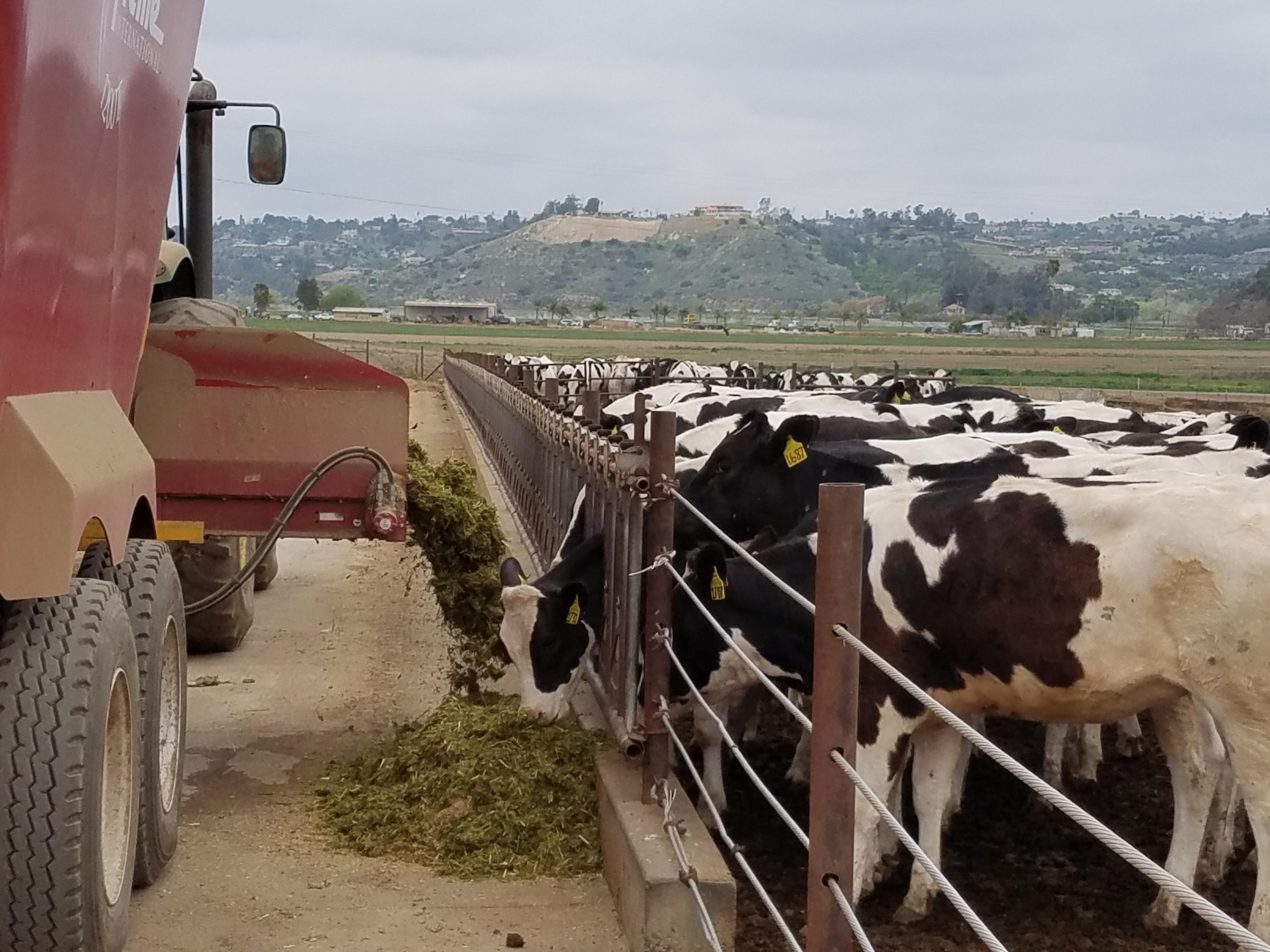 cows