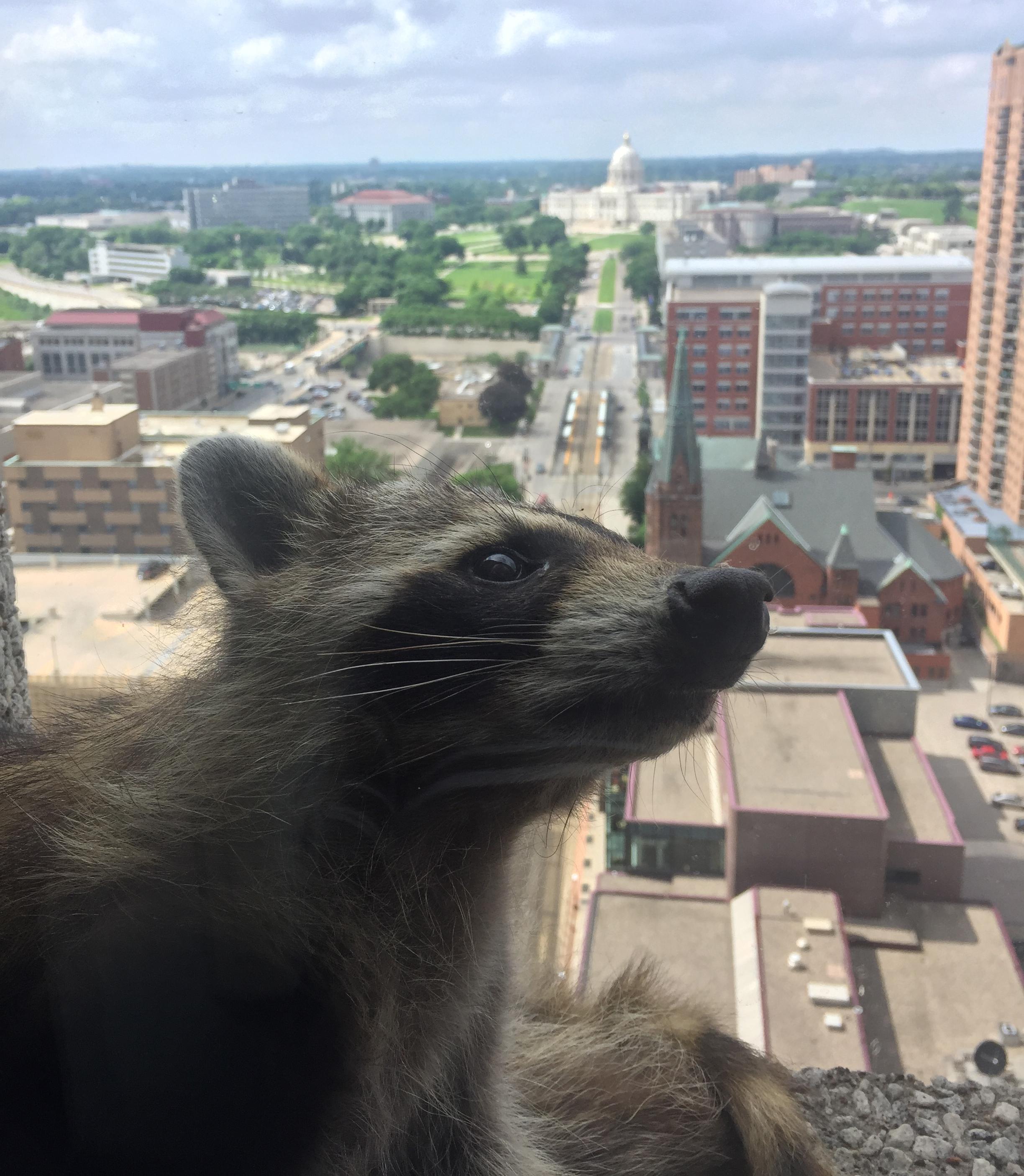 raccoon2