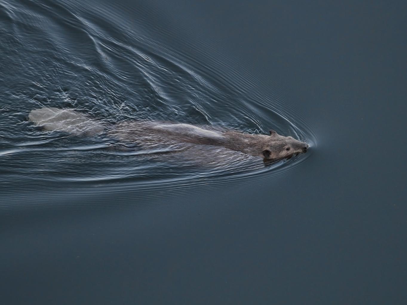 beavers1