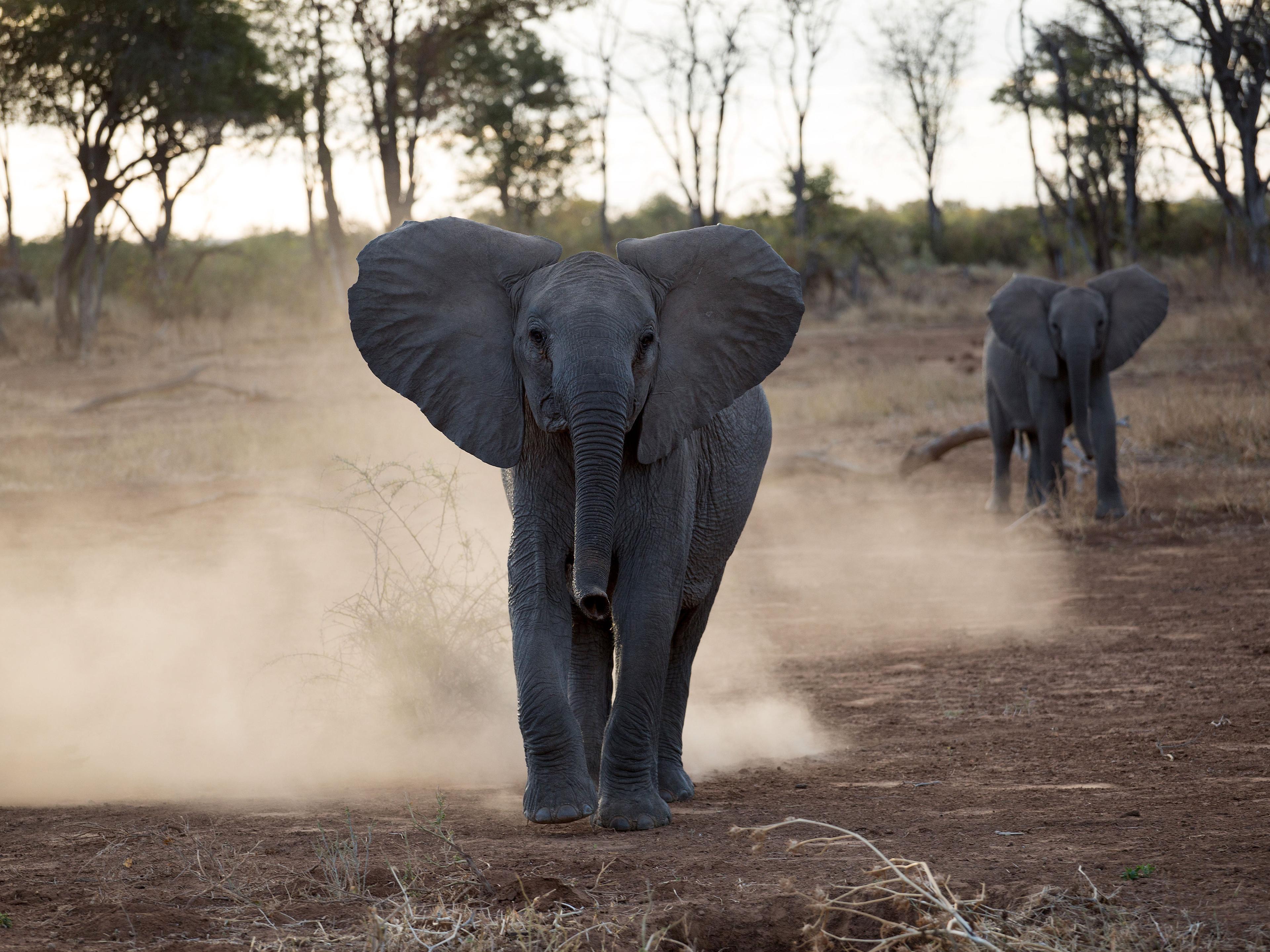 young-elephants