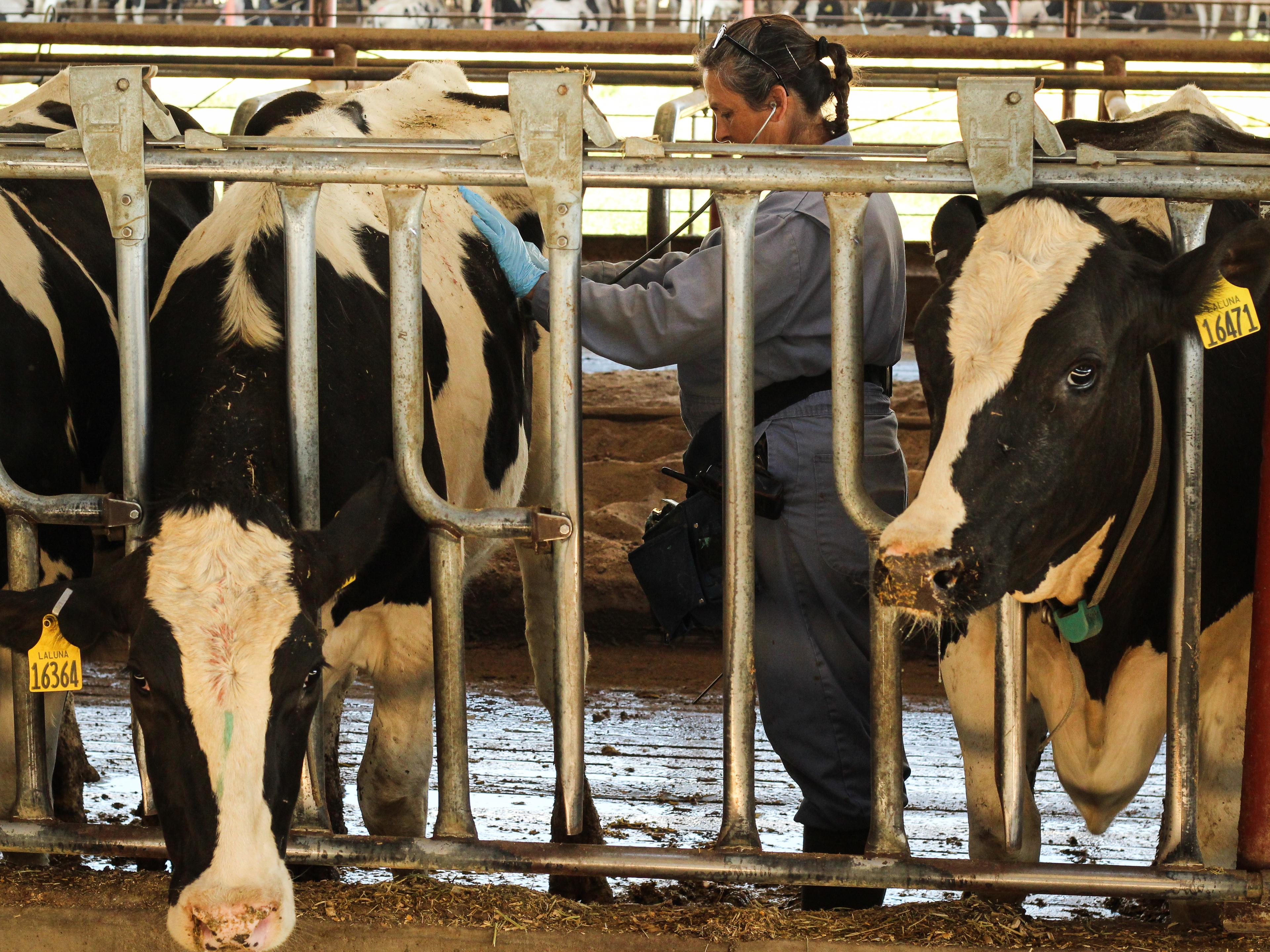 071918_erh_spanishvets_cowcheckup