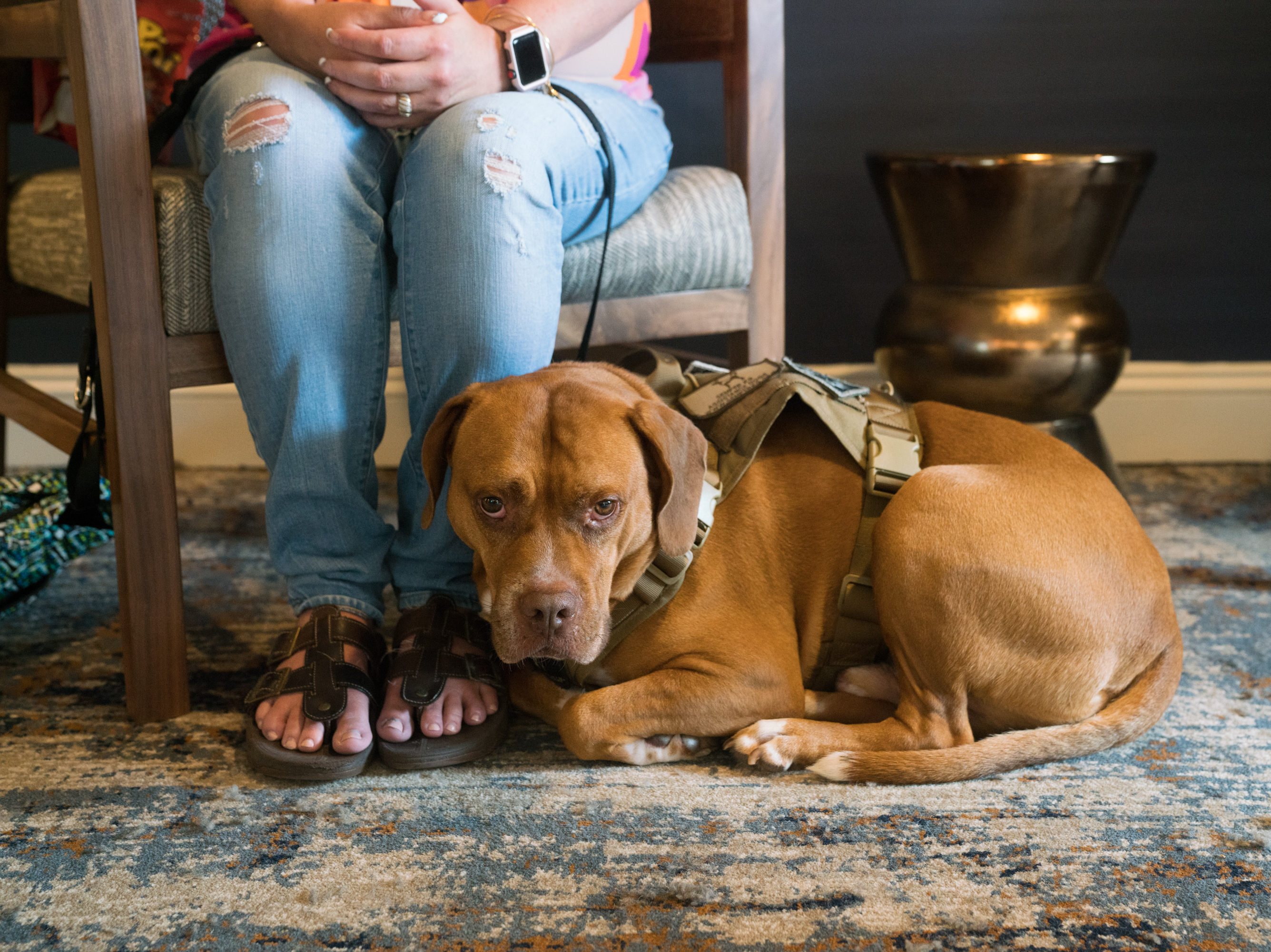2018-07-24-service-dogs-va-charbage-12