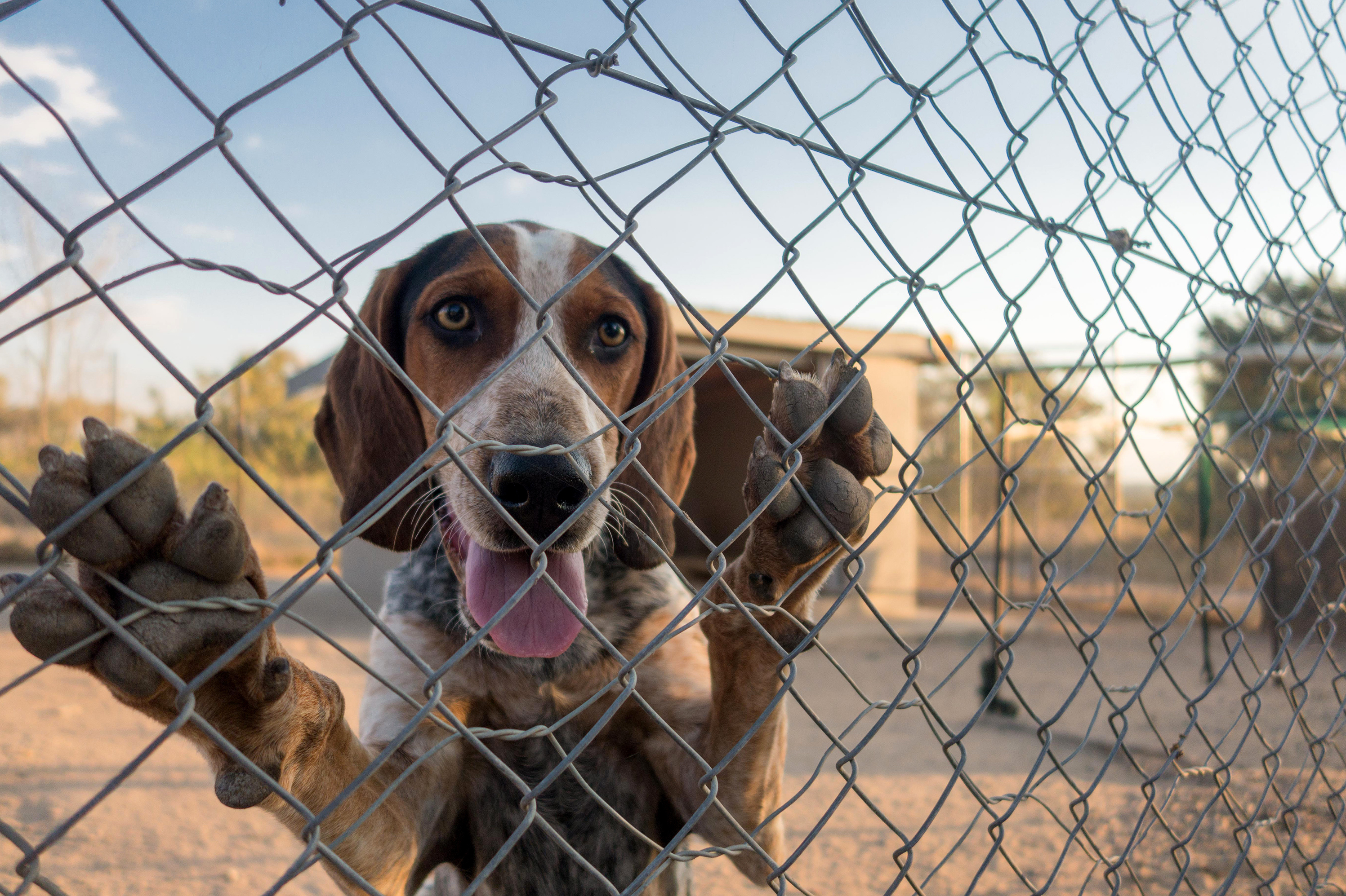 fuchs_npr_rangers-3