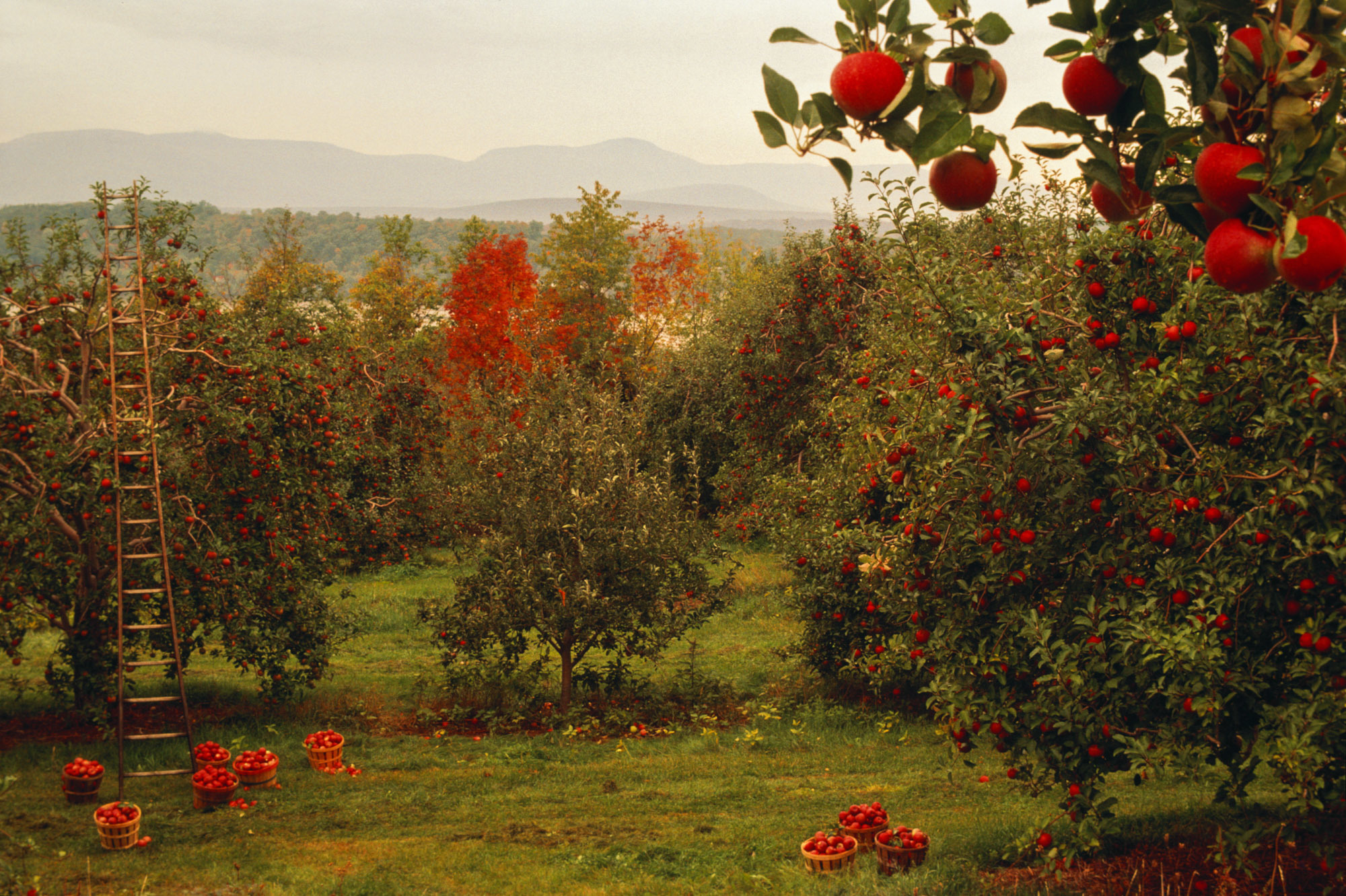 applesclimate-1