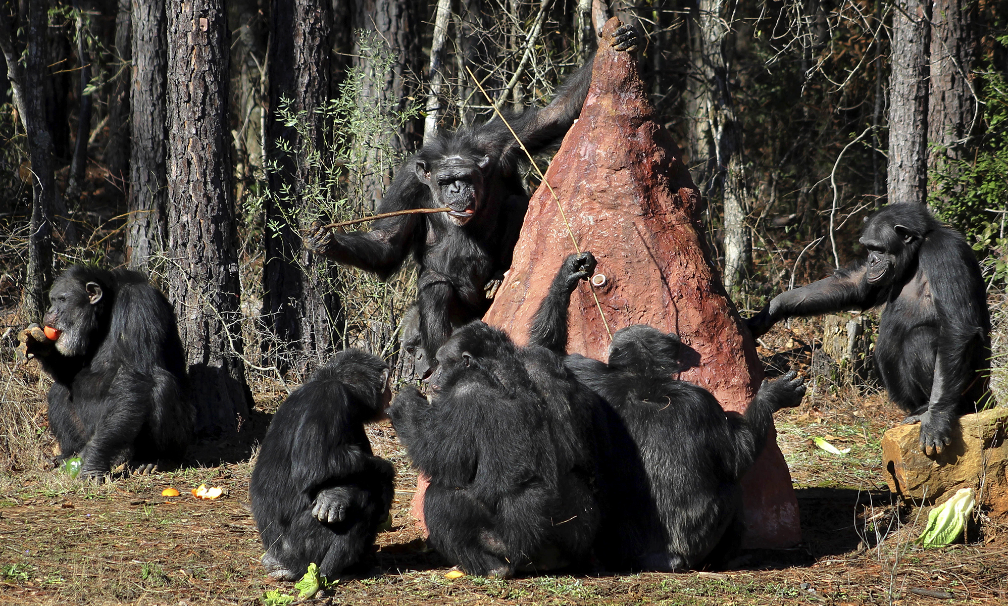 chimps-1