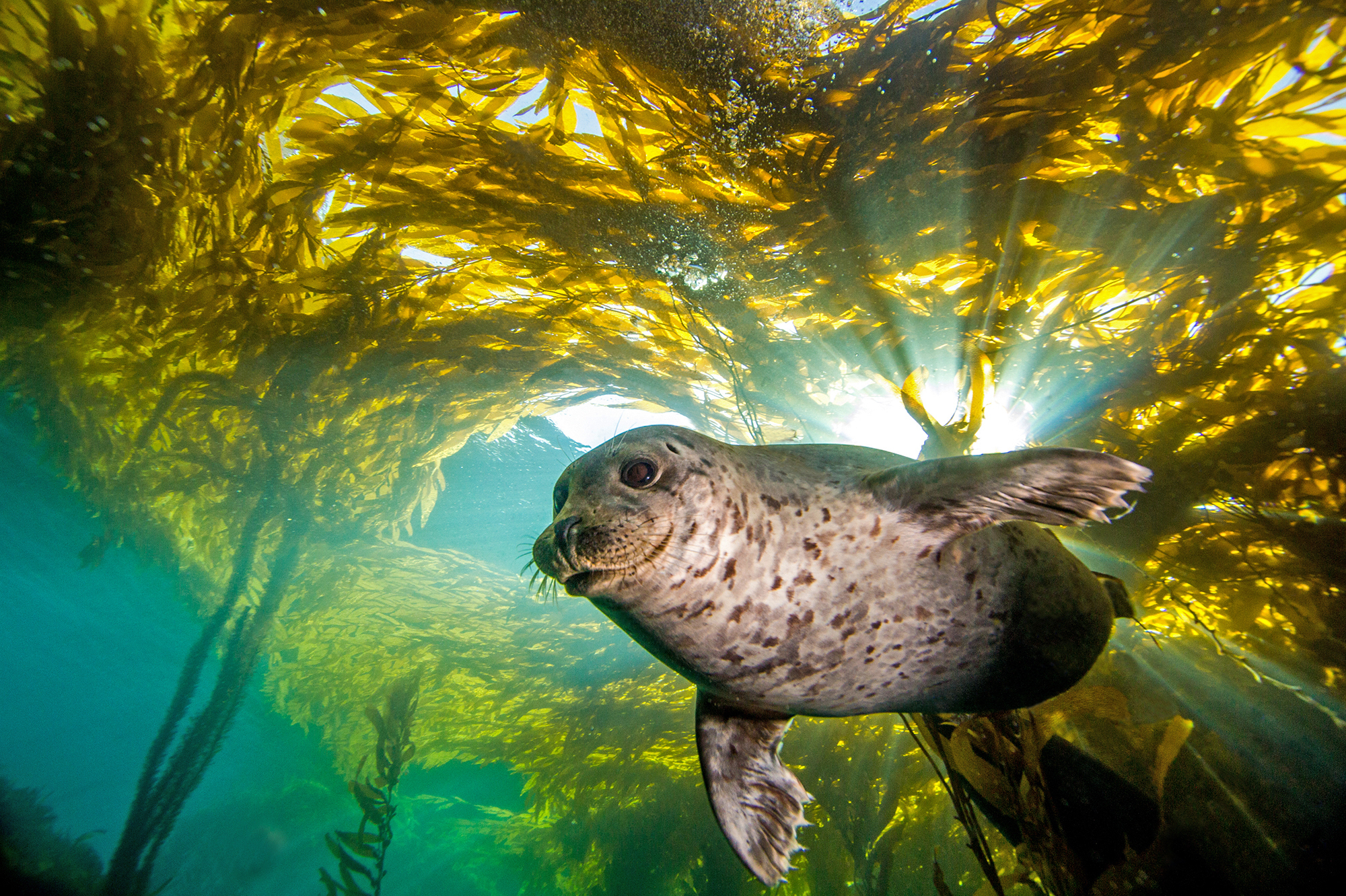 sealbaby