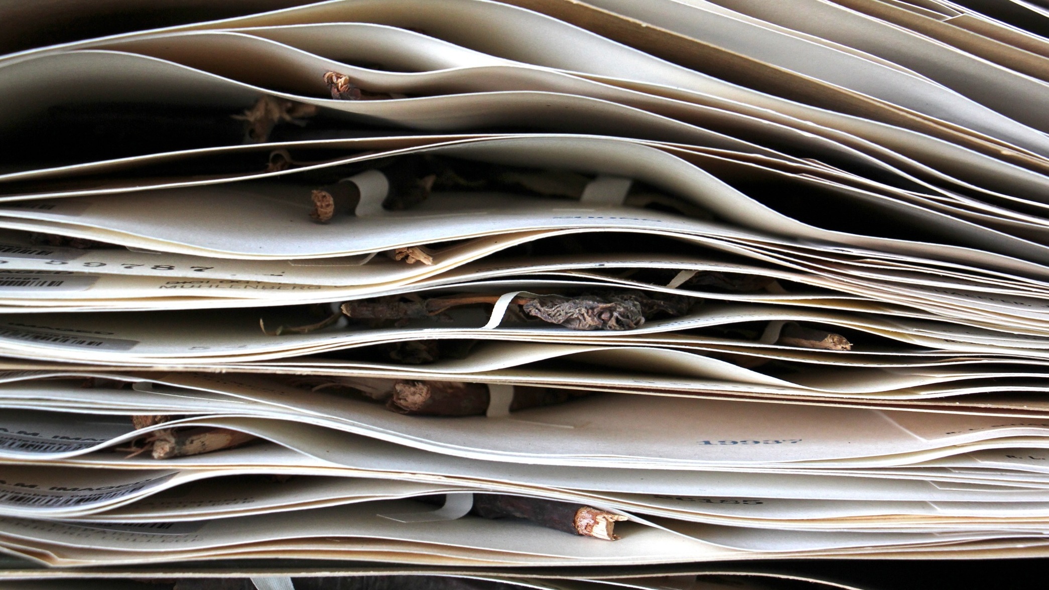 2018-08-10-e-lee-allentown-muhlenberg-university-herbarium-rare-plant-hunt-herbarium-2