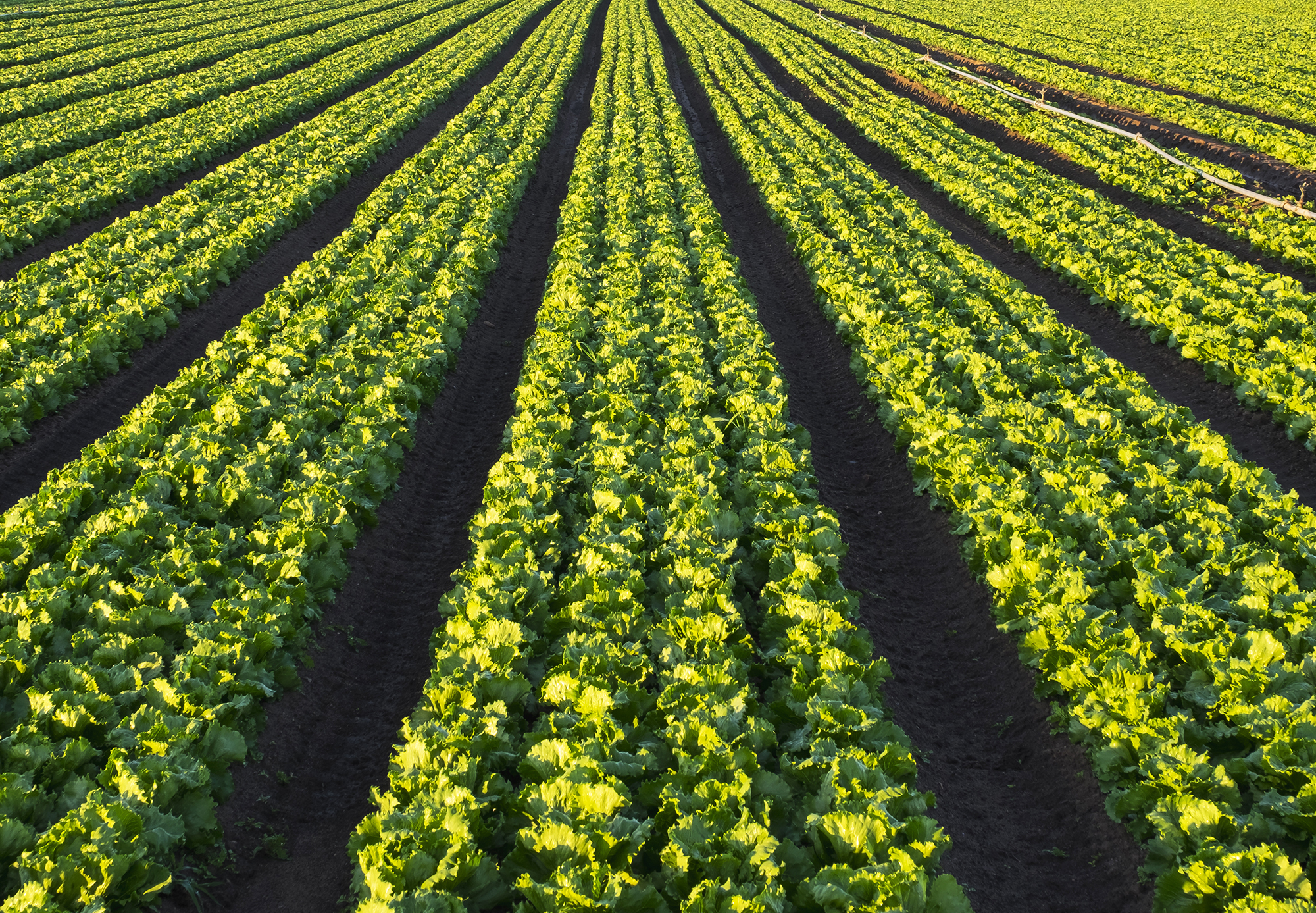 lettuce